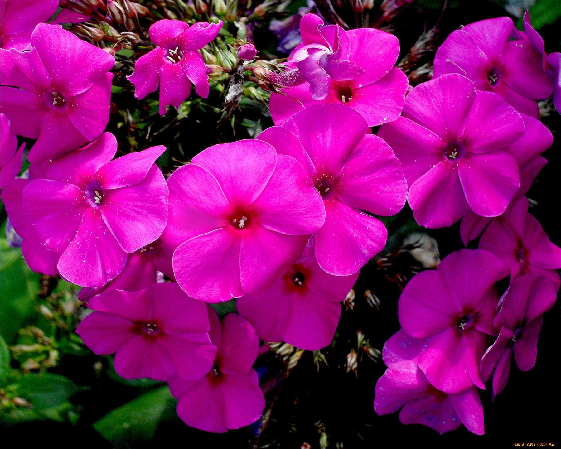 цветы, флоксы, листья