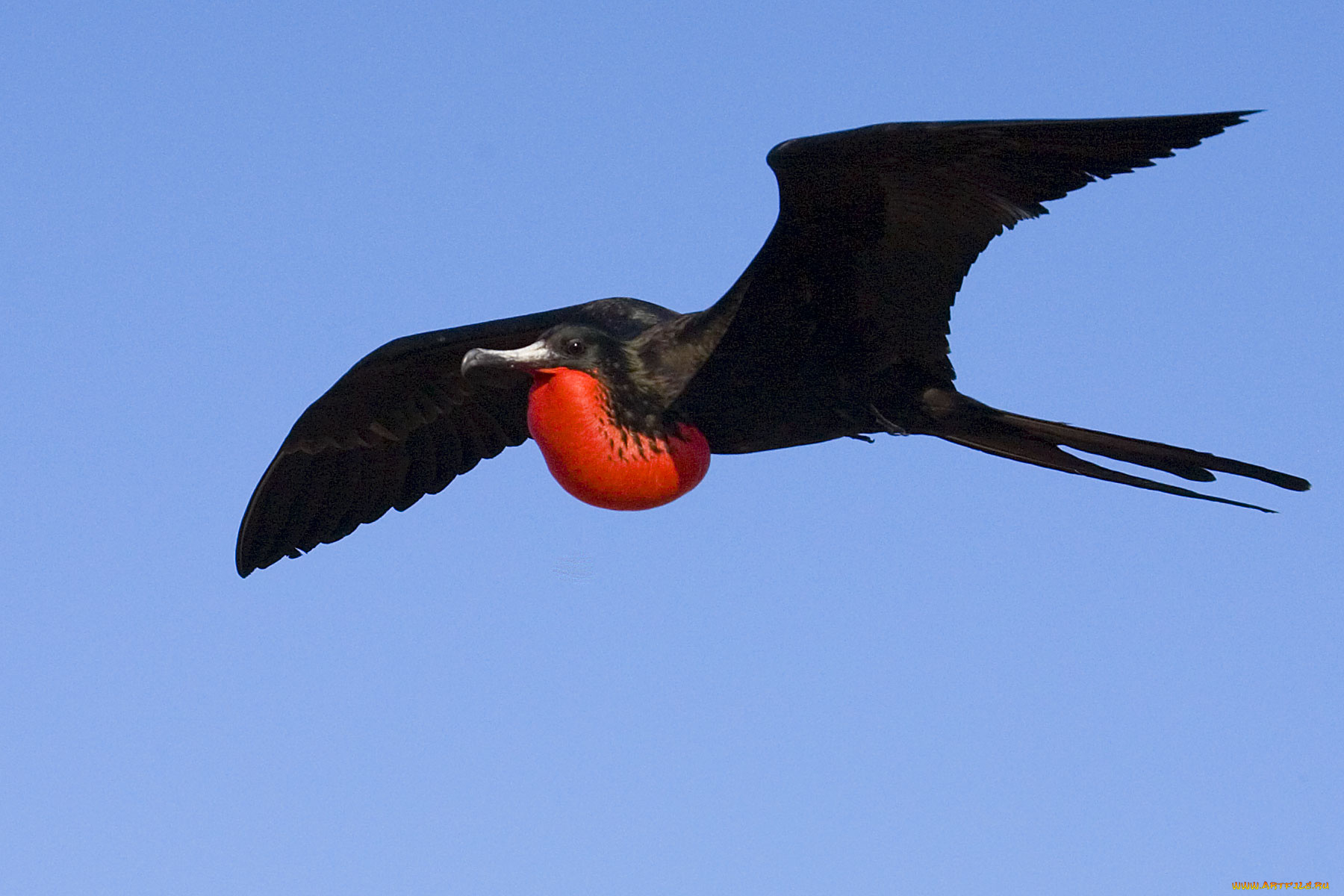 фрегат, животные, фрегаты, в, полете