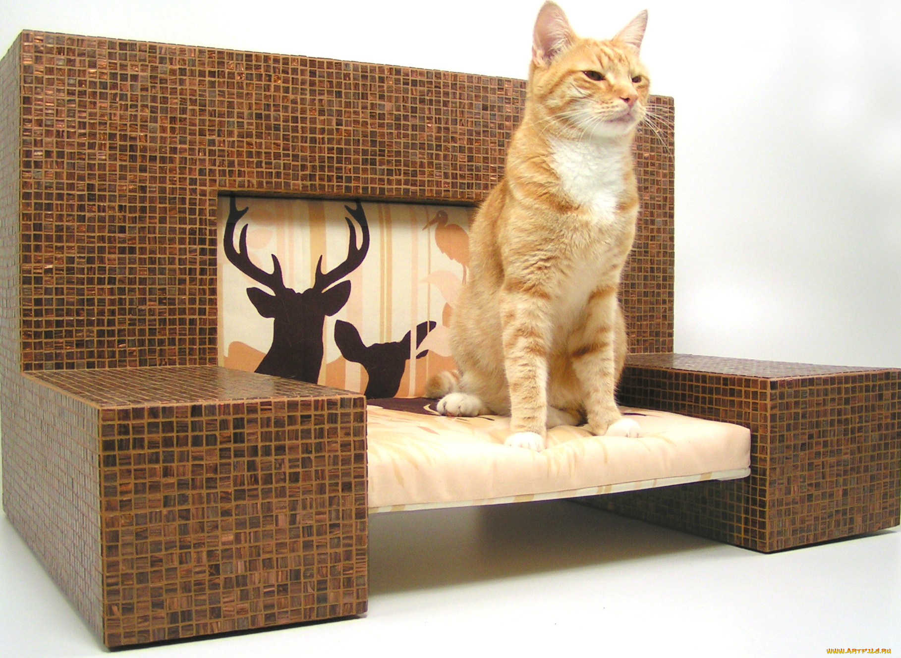 животные, коты, cat