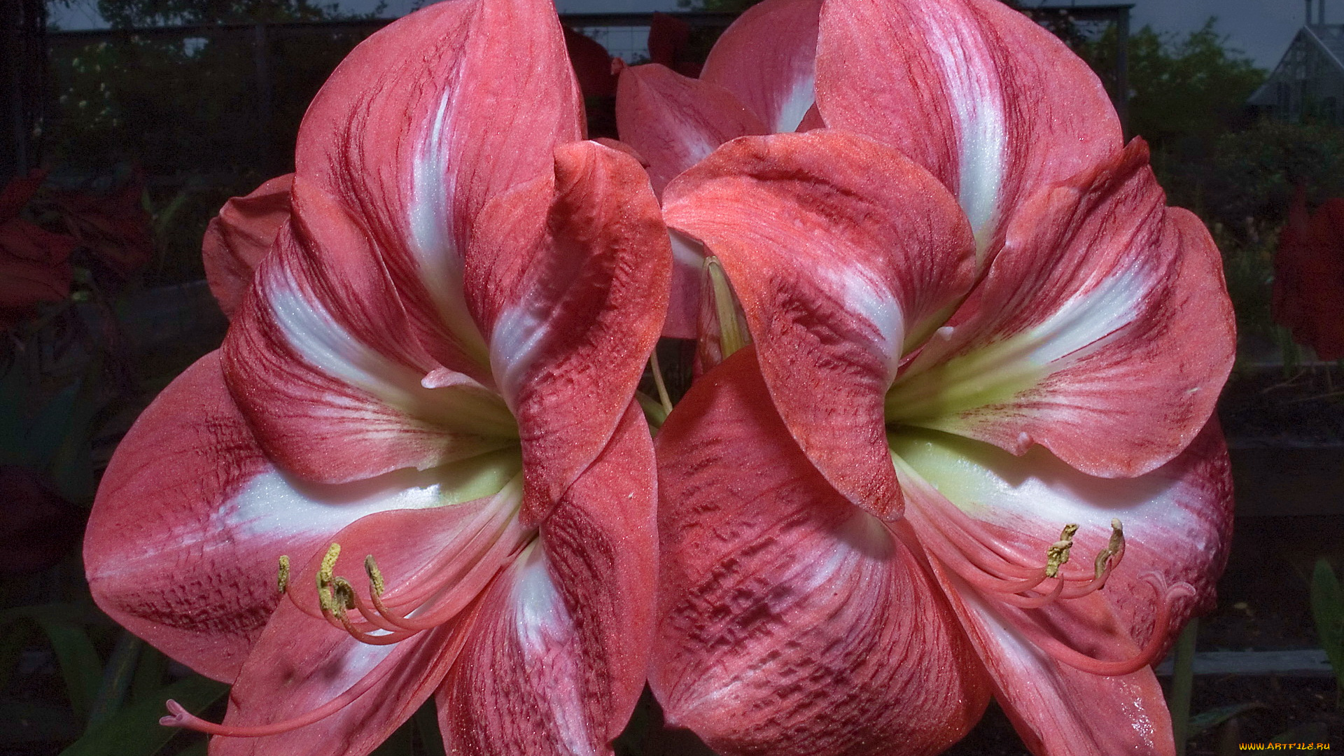 амариллис, цветы, амариллисы, гиппеаструмы, крупным, планом