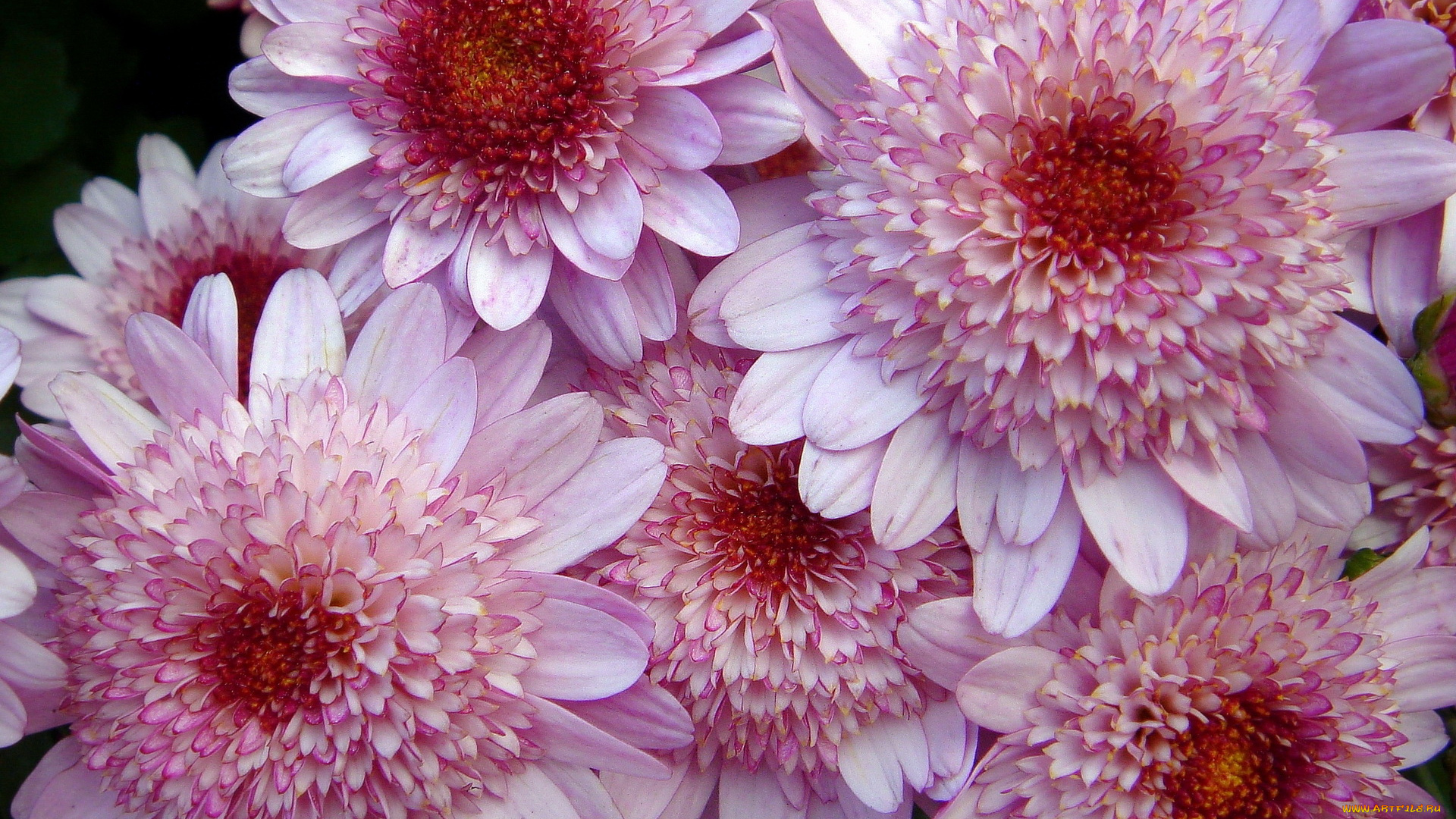 цветы, хризантемы, лепестки
