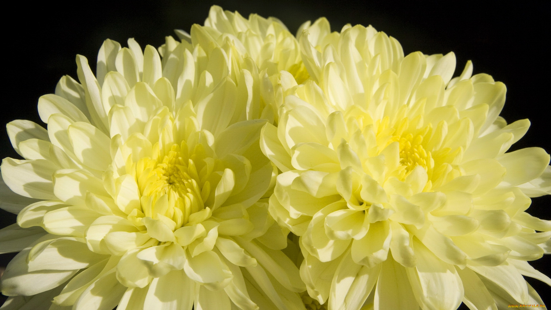 цветы, хризантемы, солнечные