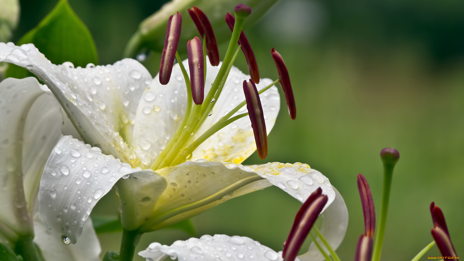 цветы, лилии, лилейники, капли