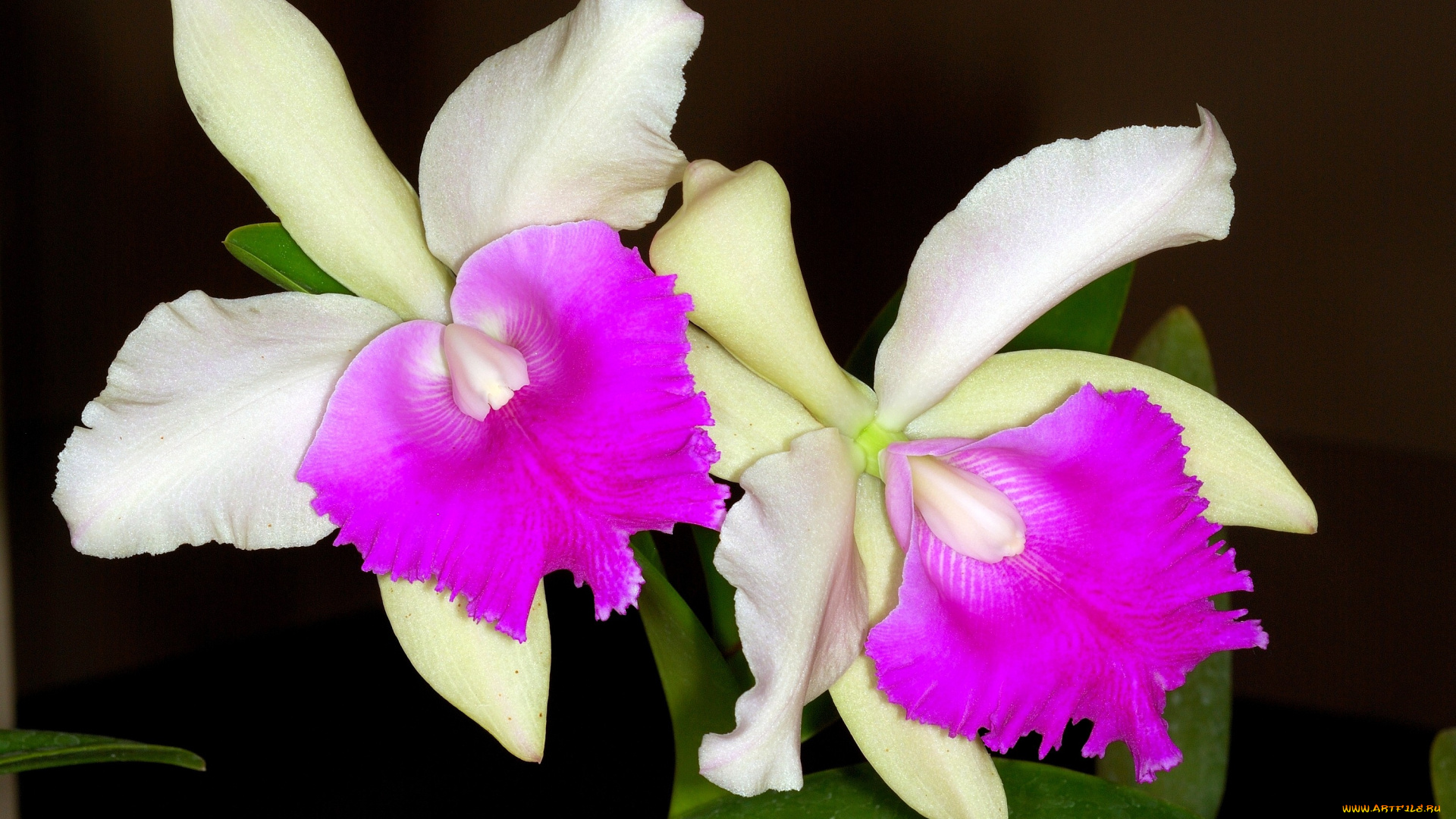 цветы, орхидеи, белый, малиновый, экзотика