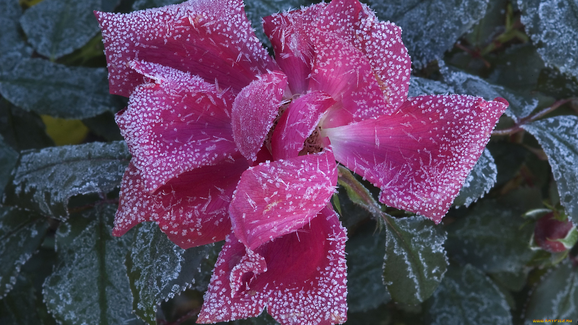 цветы, розы, rose, иней