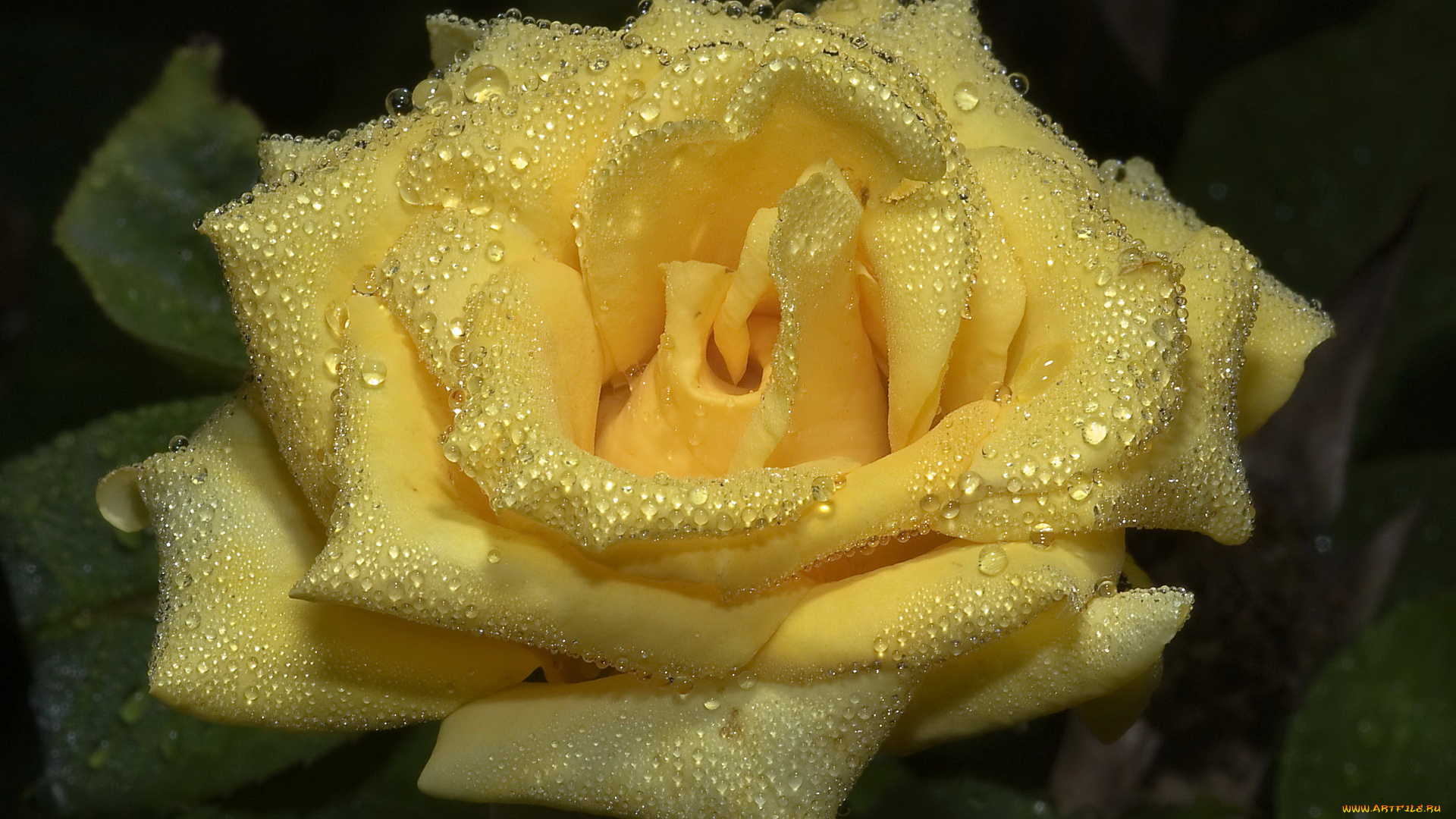 цветы, розы, в, каплях, желтая