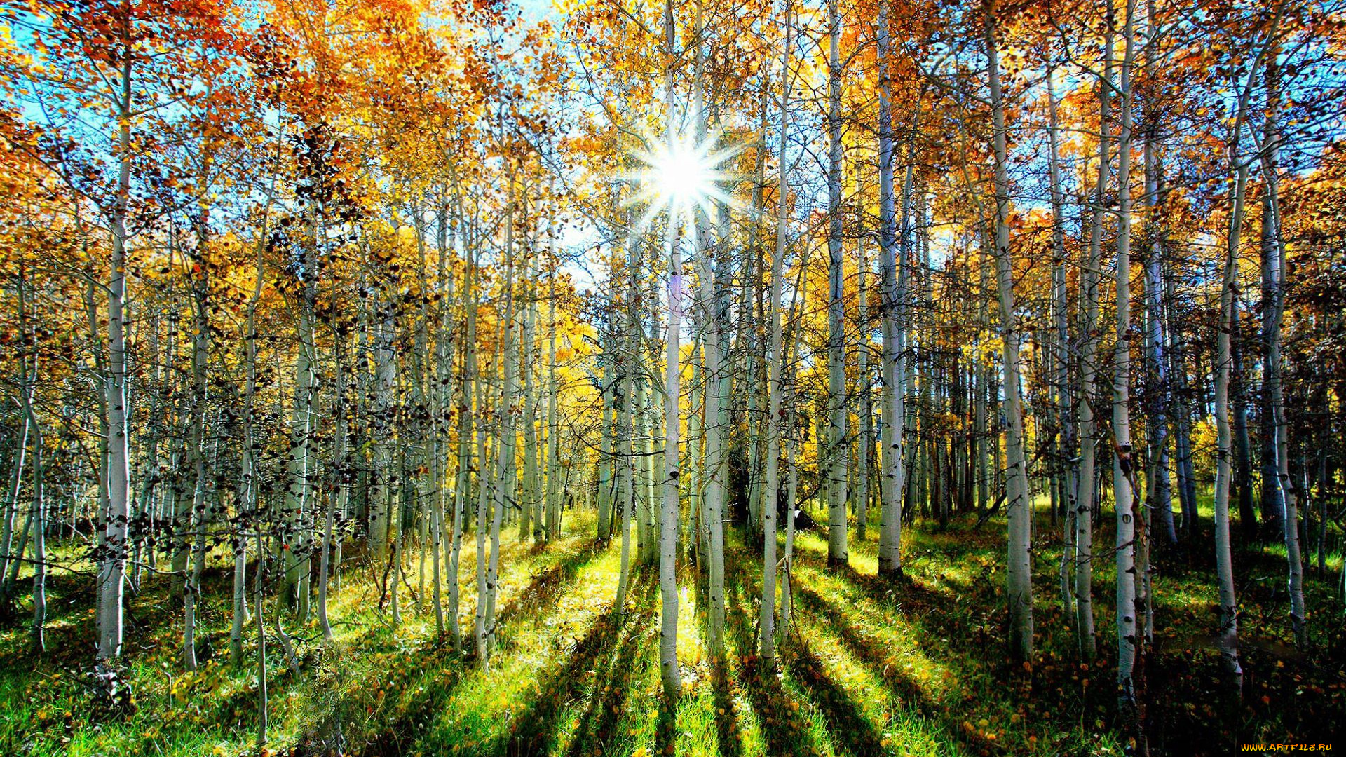 природа, лес, берёзы, деревья, роща