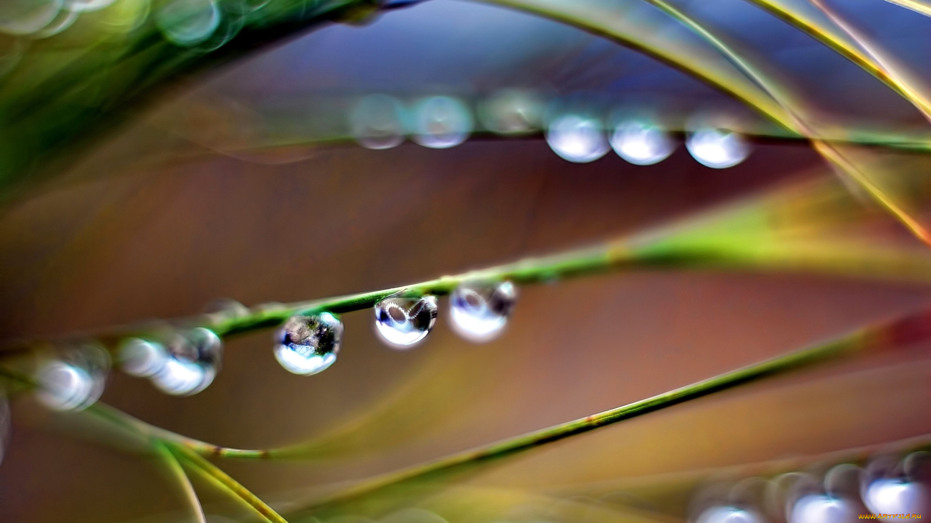 природа, макро, трава, роса, капли