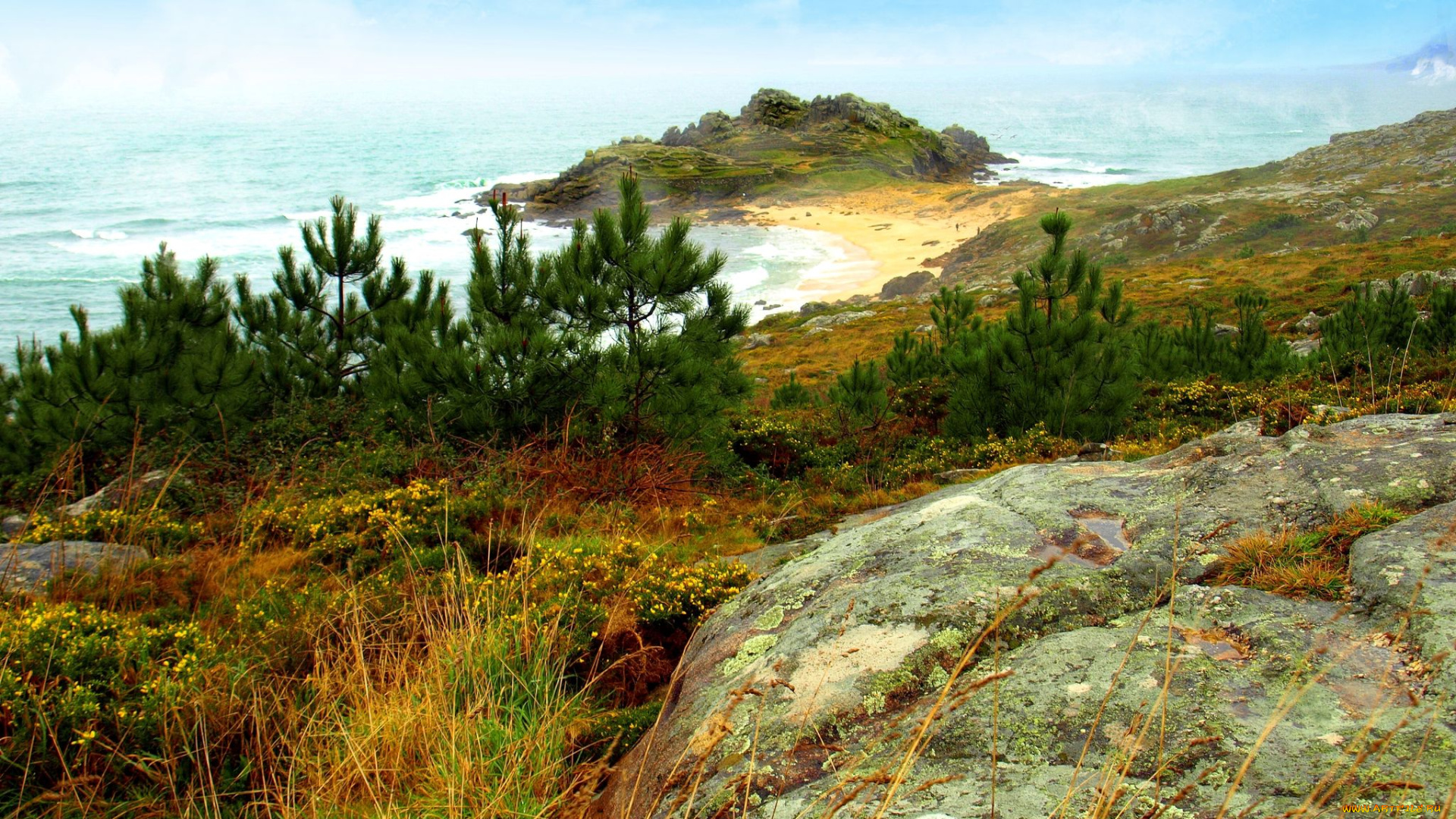 природа, побережье, сосны