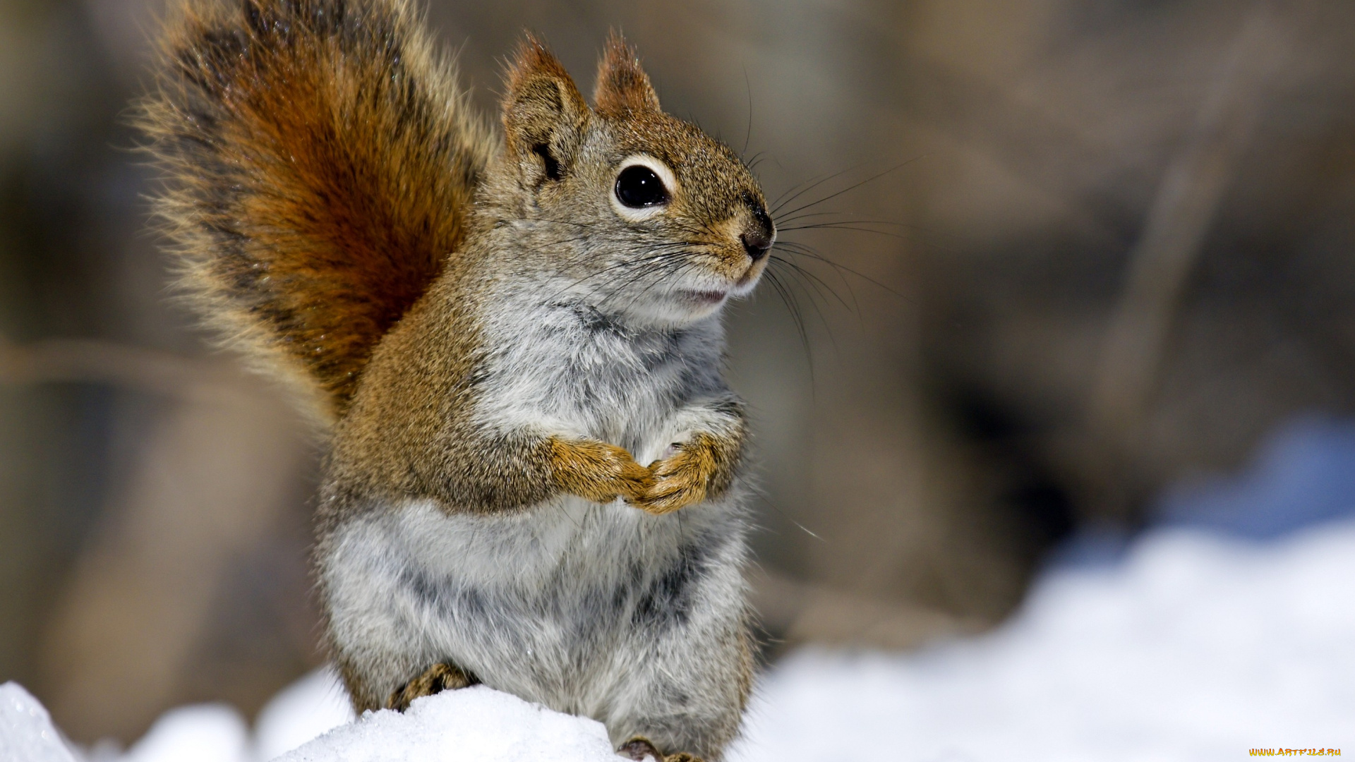 животные, белки, снег, хвост, пушистый, лапки