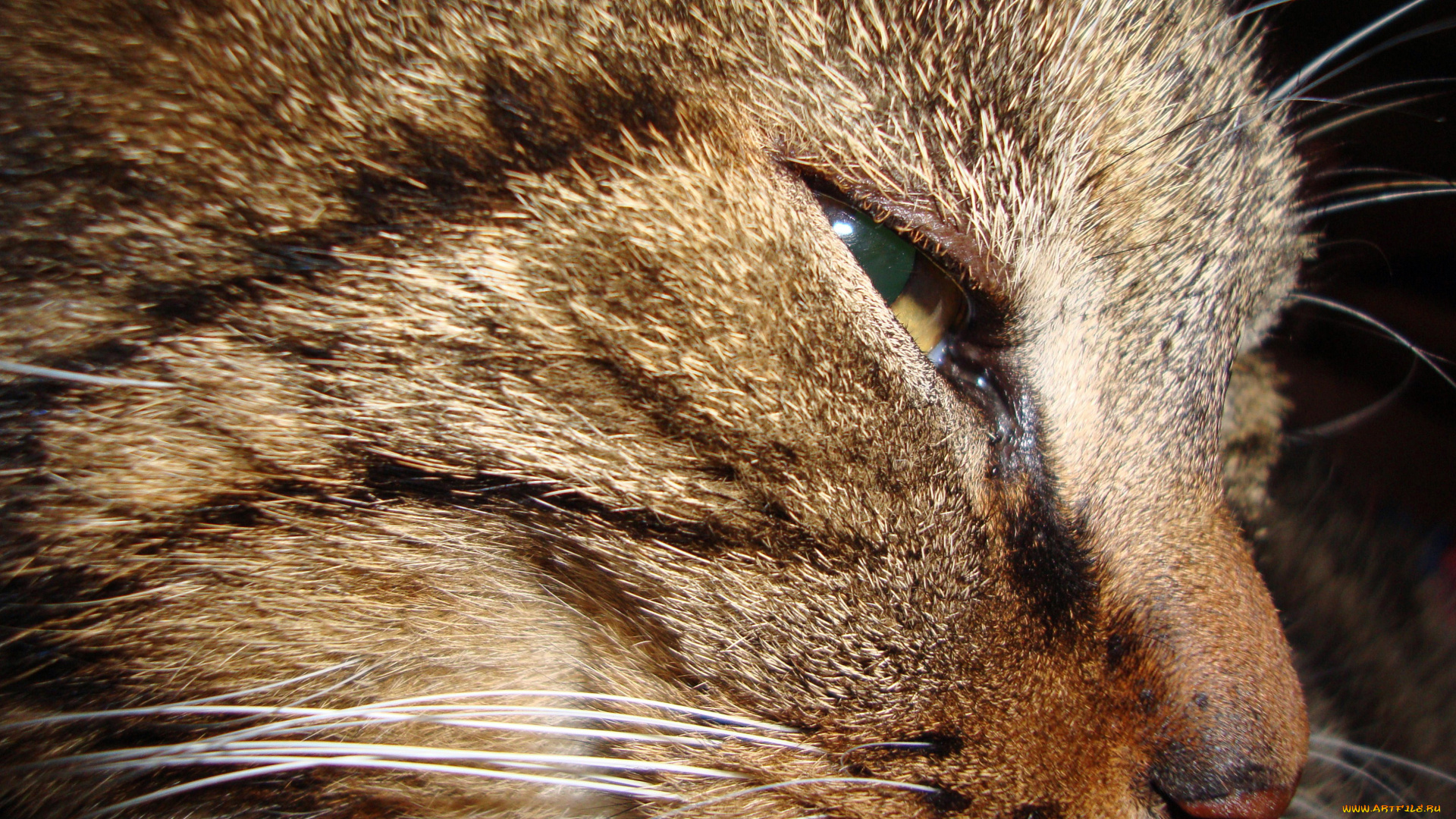 животные, коты, cat