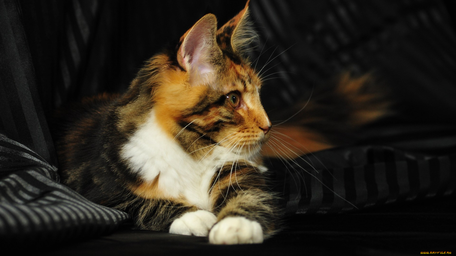 животные, коты, мэйн, кун, мейн