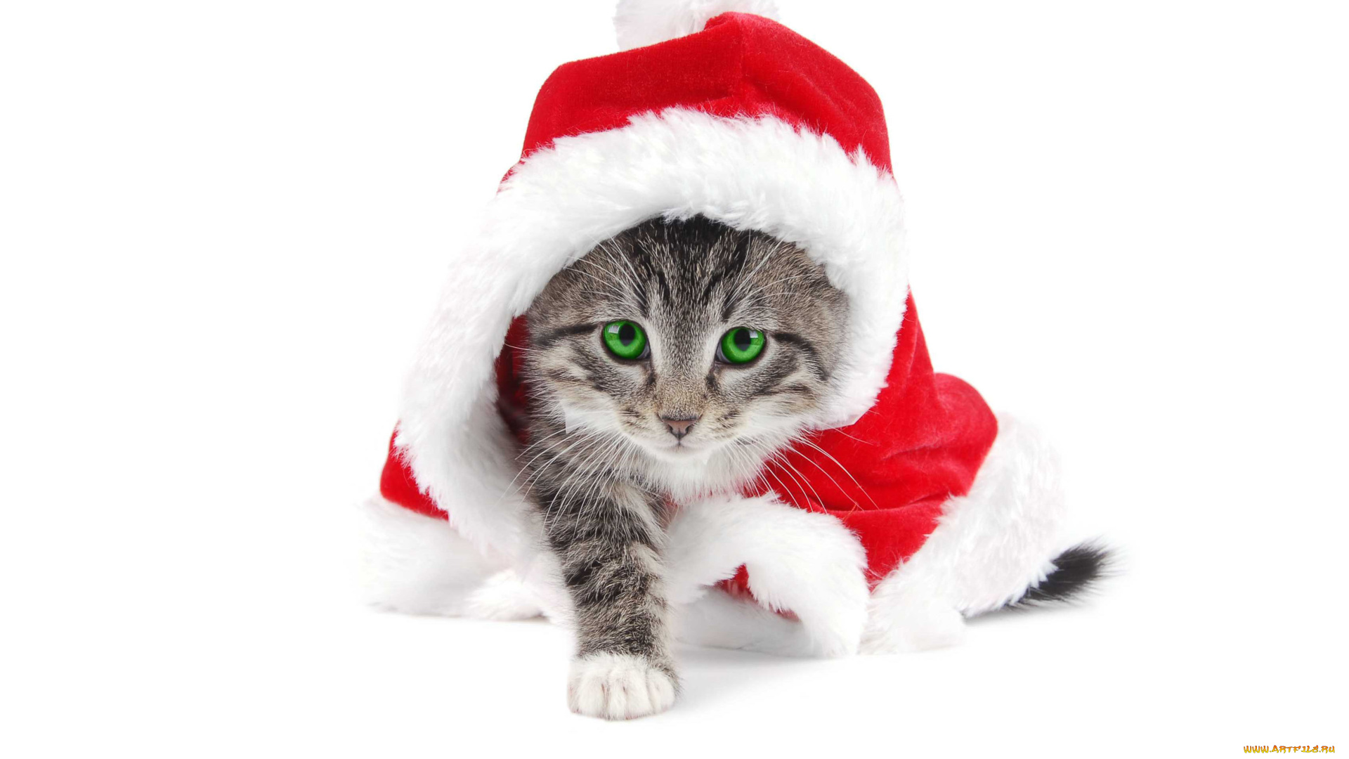 животные, коты, санта, котёнок