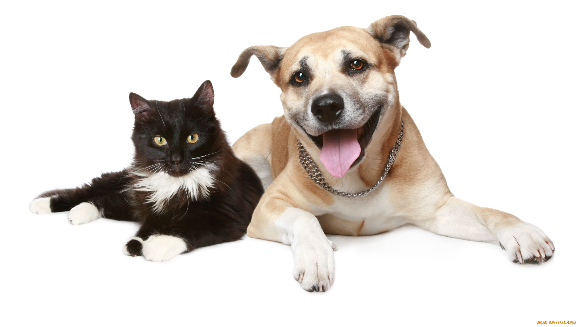 животные, разные, вместе, cat, dog