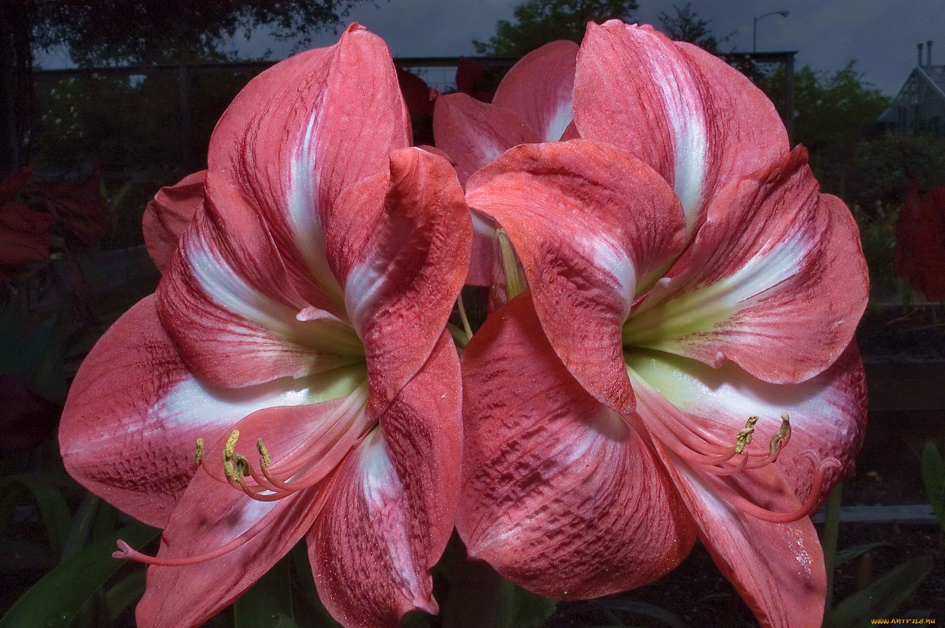 амариллис, цветы, амариллисы, гиппеаструмы, крупным, планом