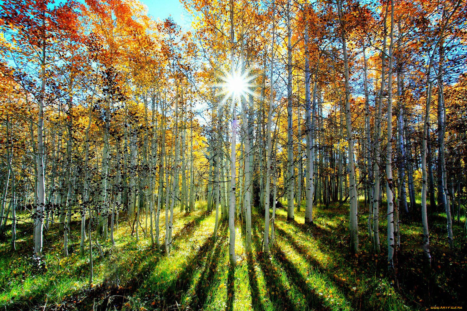 природа, лес, берёзы, деревья, роща