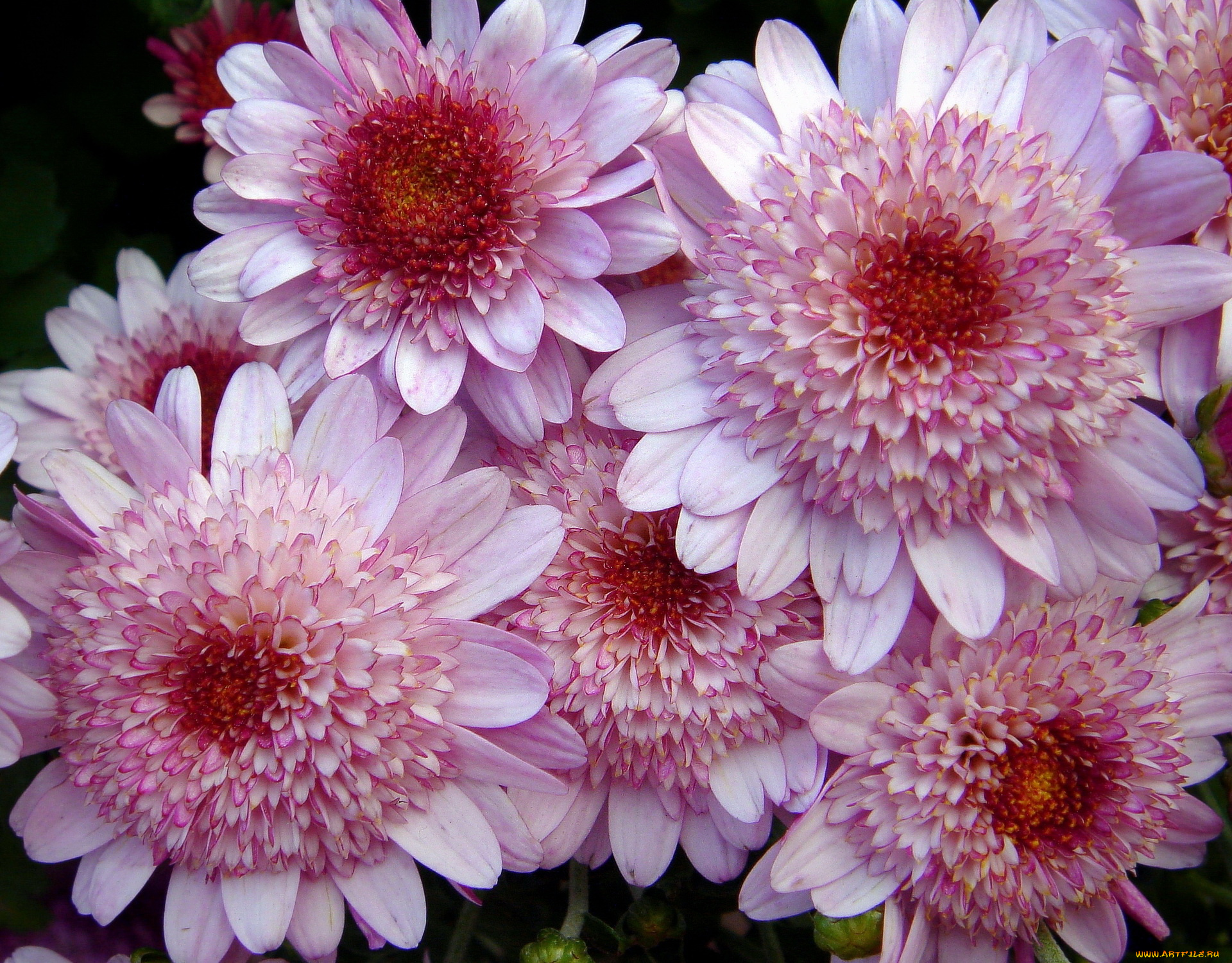 цветы, хризантемы, лепестки