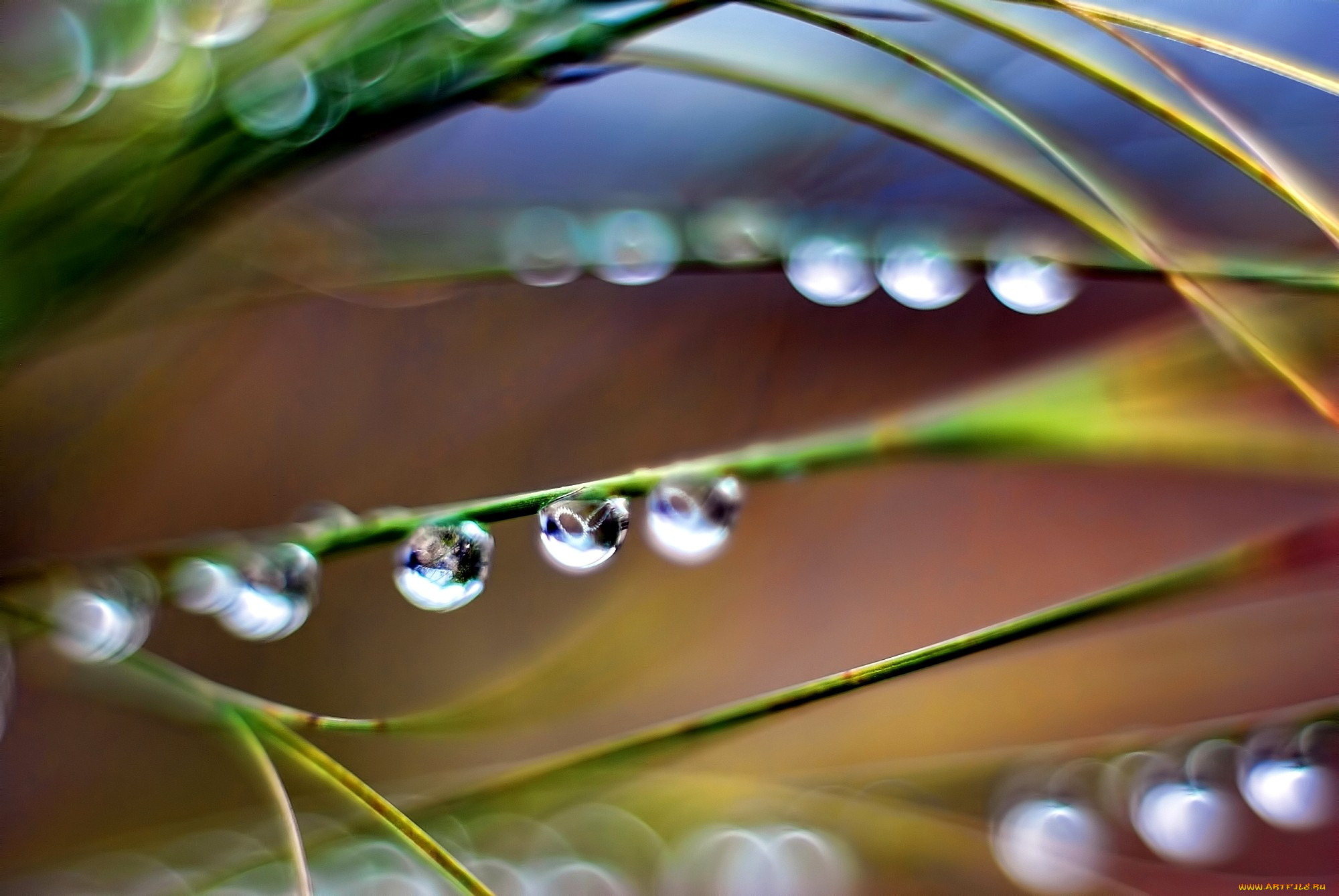 природа, макро, трава, роса, капли