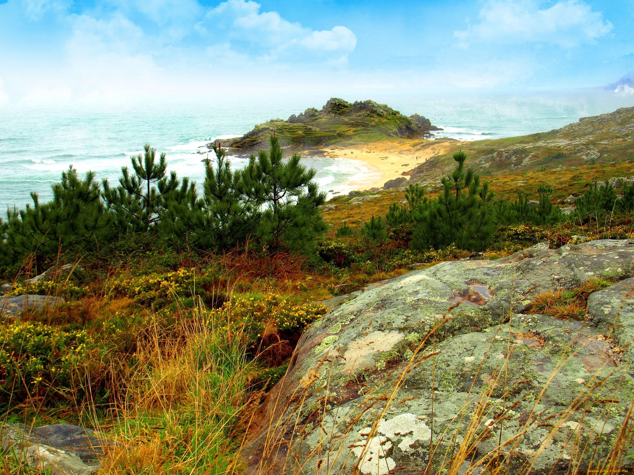 природа, побережье, сосны