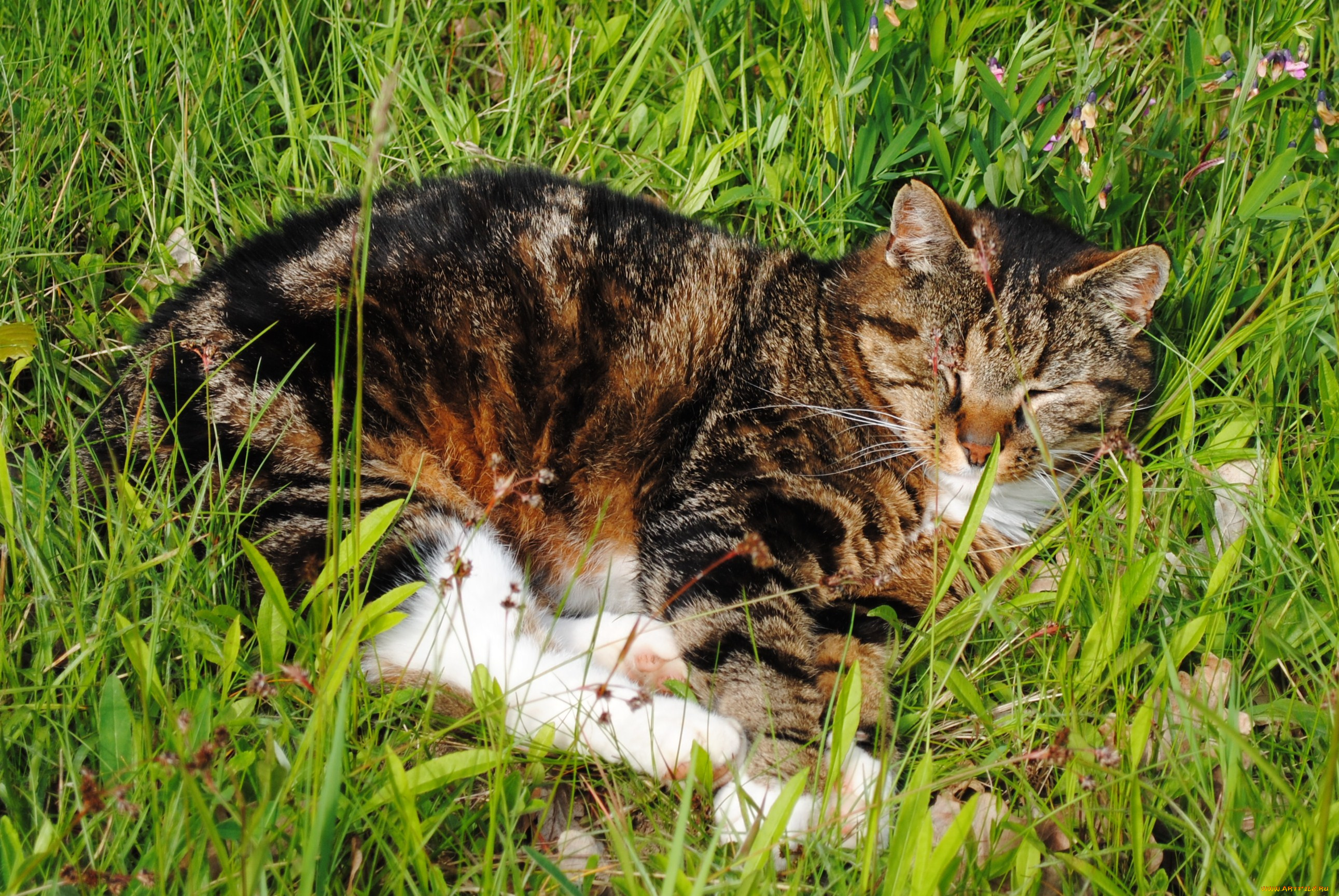 животные, коты, cat