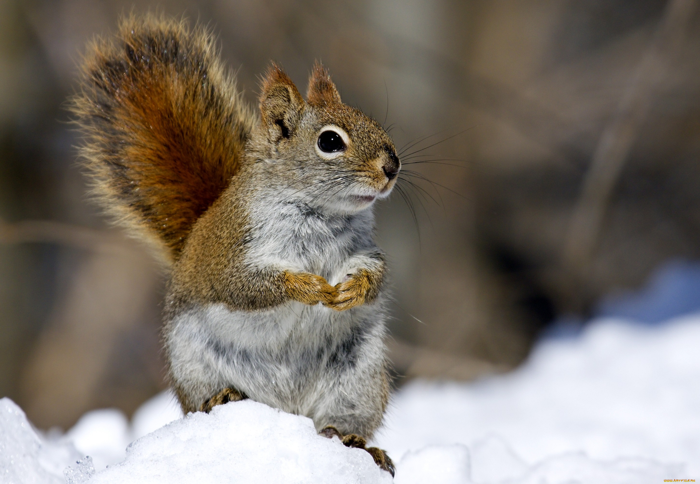 животные, белки, снег, хвост, пушистый, лапки