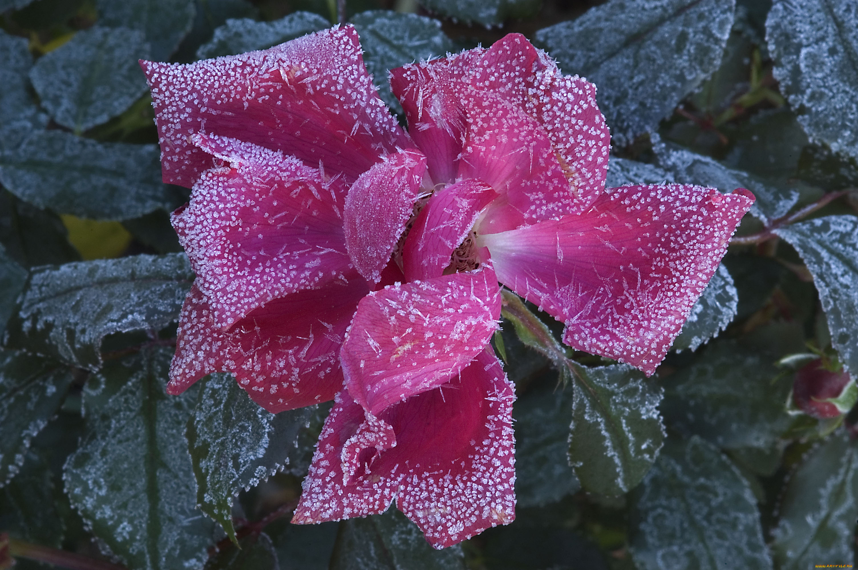 цветы, розы, rose, иней