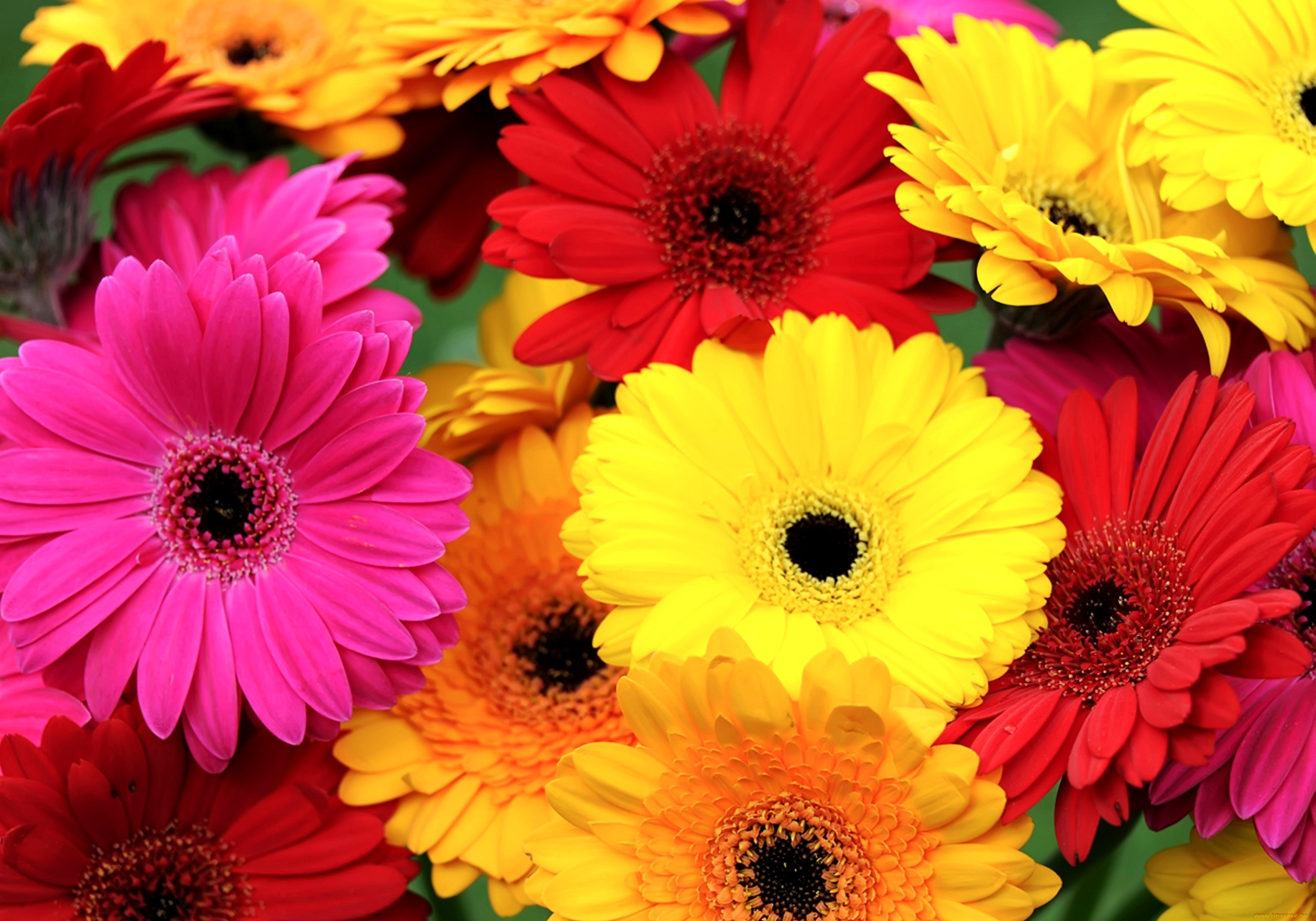 цветы, герберы, много, разноцветный, яркий