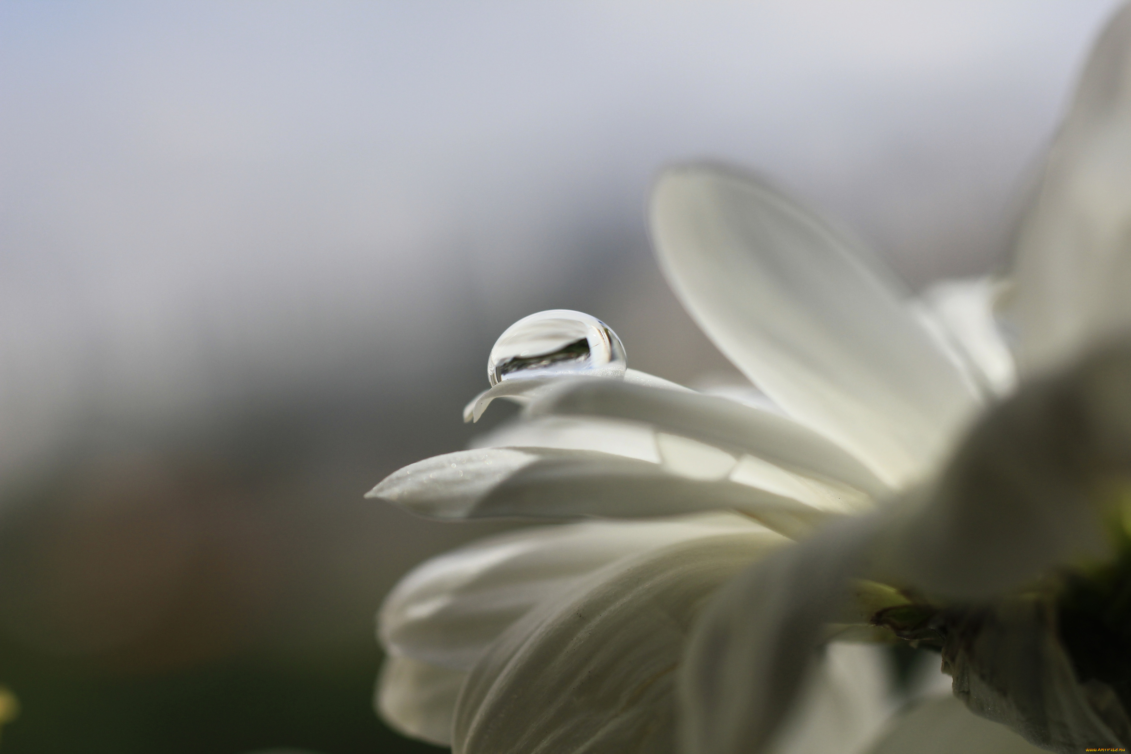 цветы, ромашки, капля, нежность