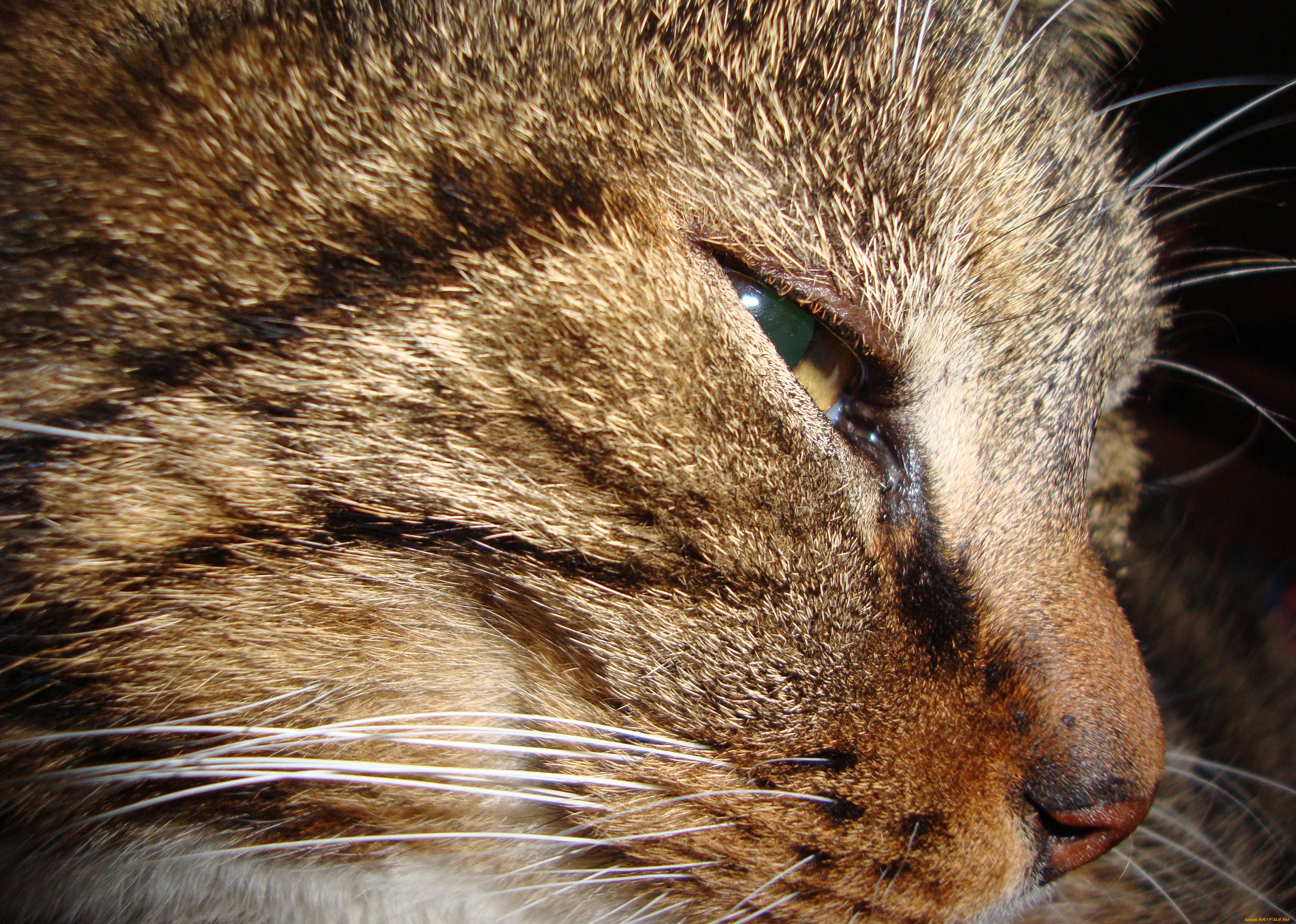 животные, коты, cat