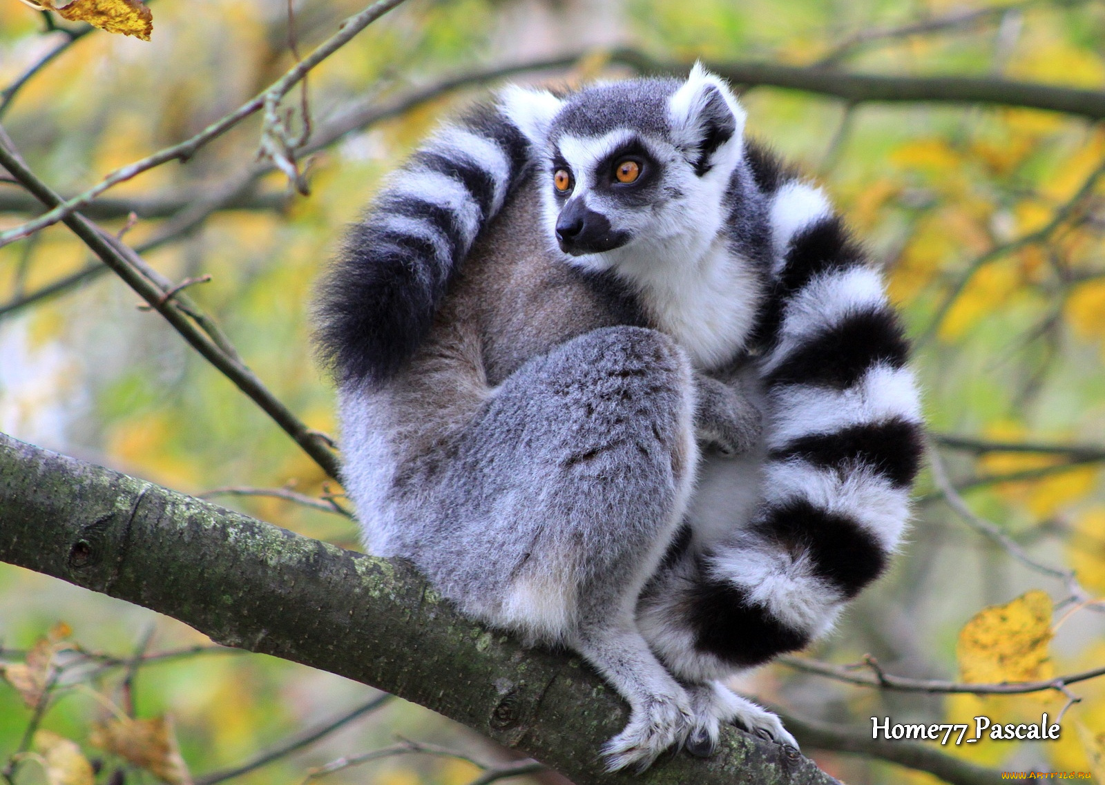 животные, лемуры, хвост, полосатый