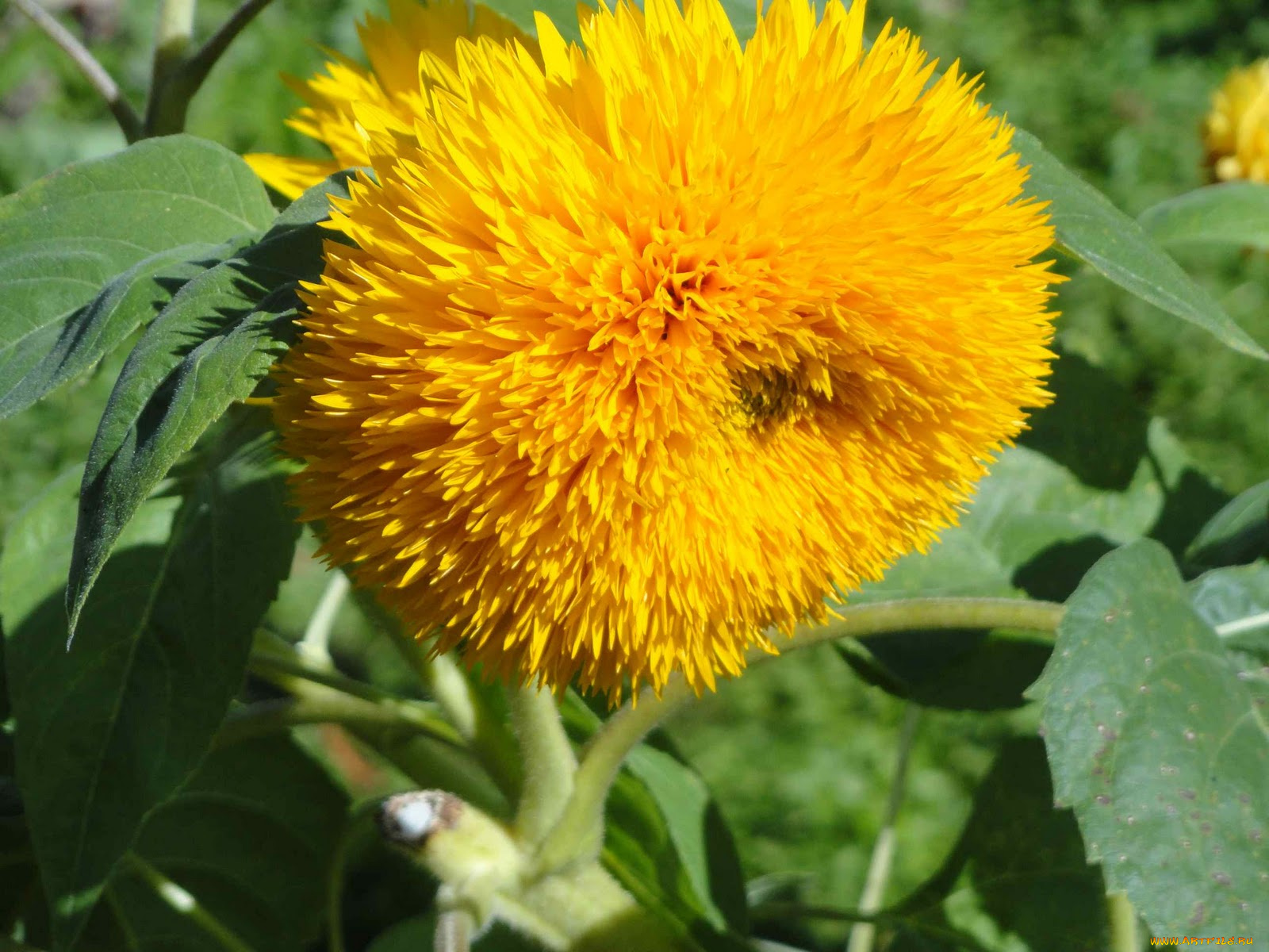 цветы, подсолнухи, подсолнух