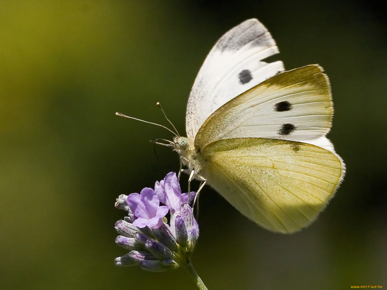 животные, бабочки, бабочка, цветок