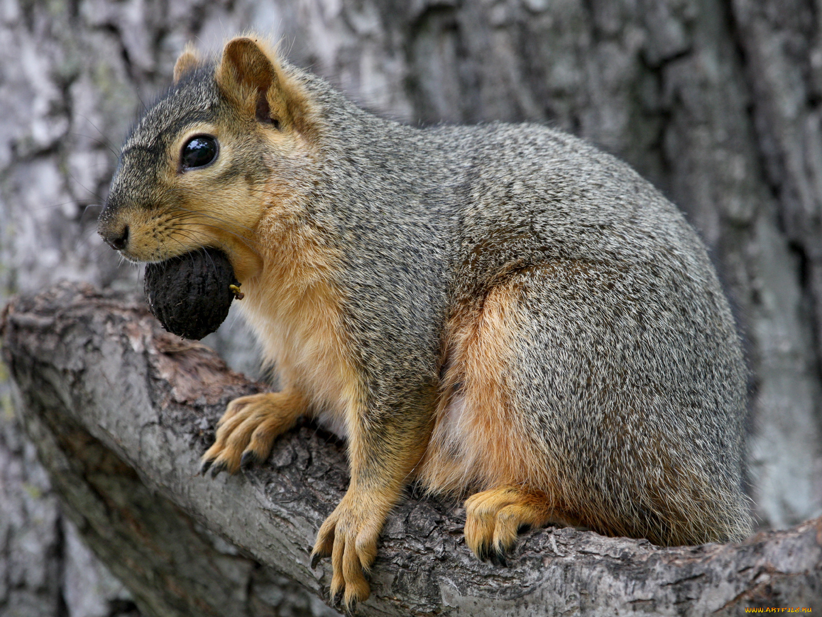 животные, белки, белка