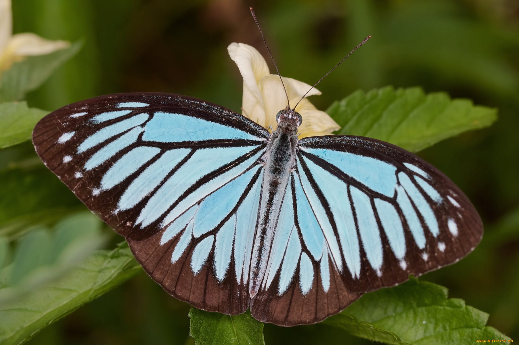 животные, бабочки, крылья