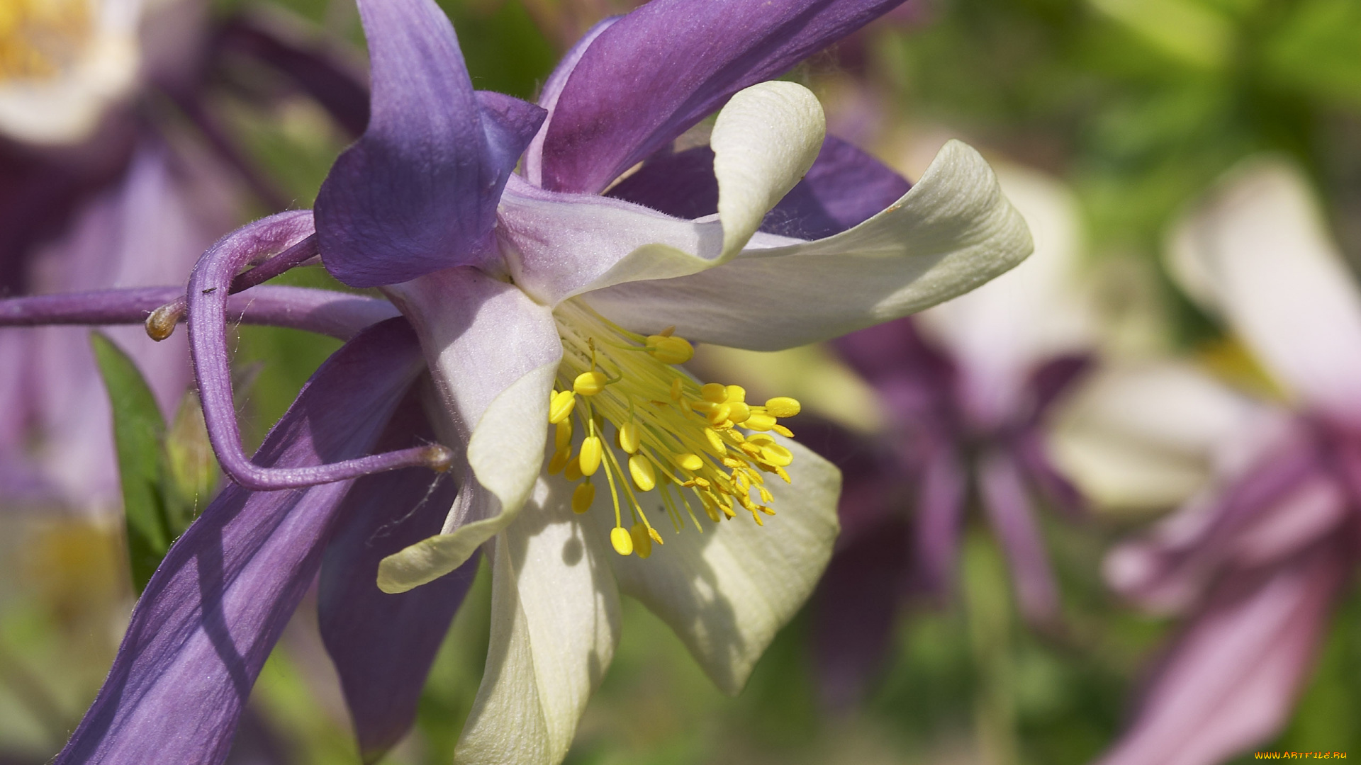 цветы, аквилегия, водосбор, макро