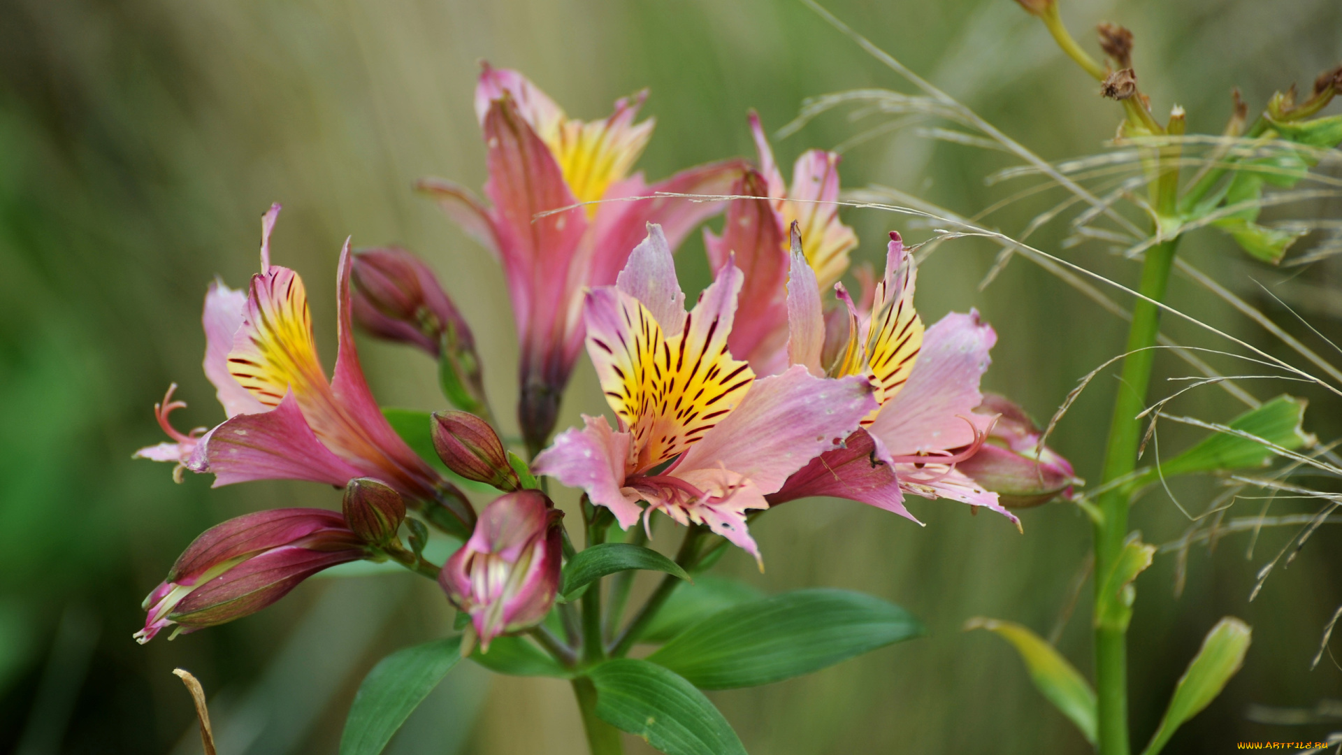 цветы, альстромерия, бутоны