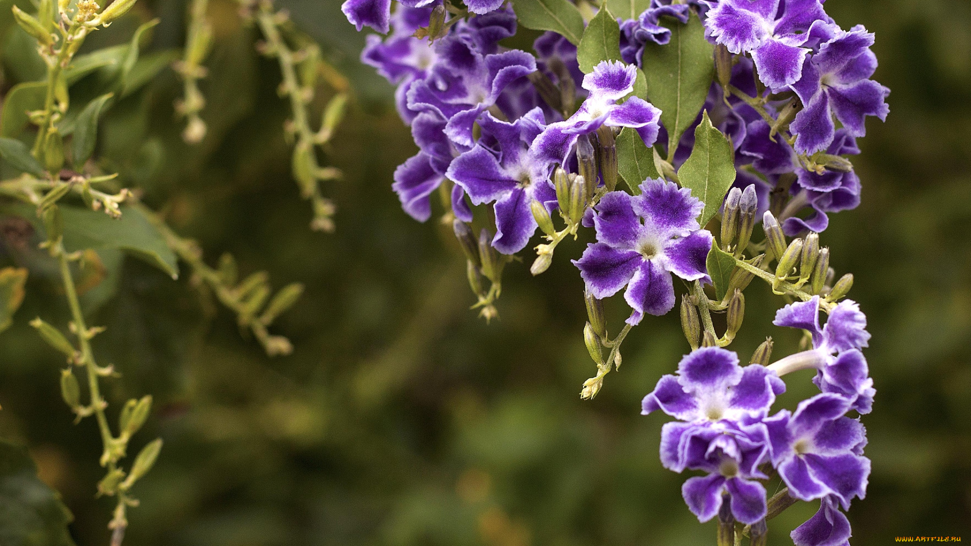 цветы, дуранта, фиолетовый, гроздь