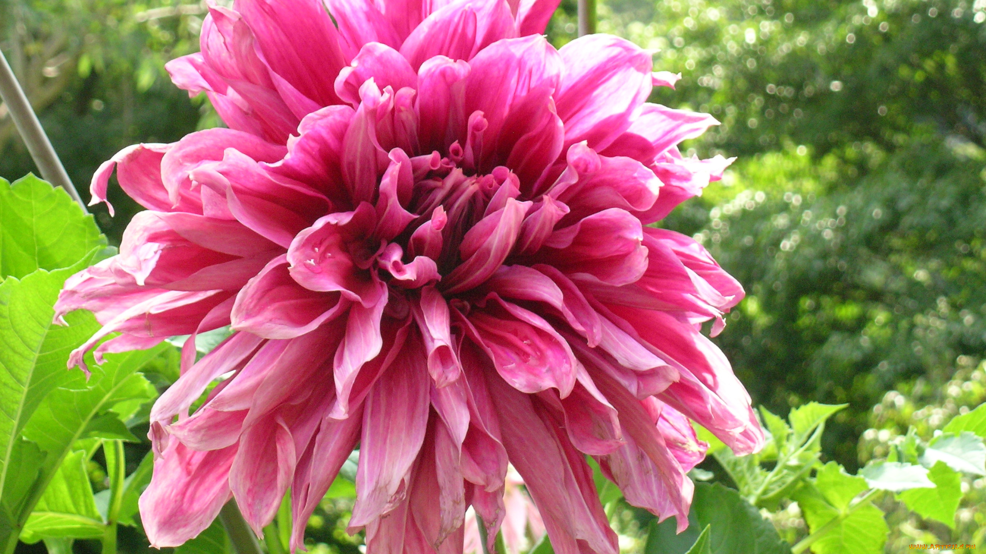 цветы, георгины