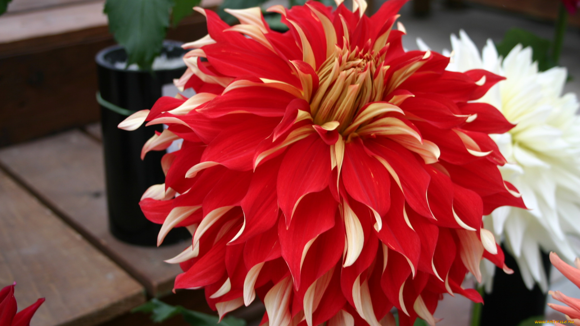 цветы, георгины