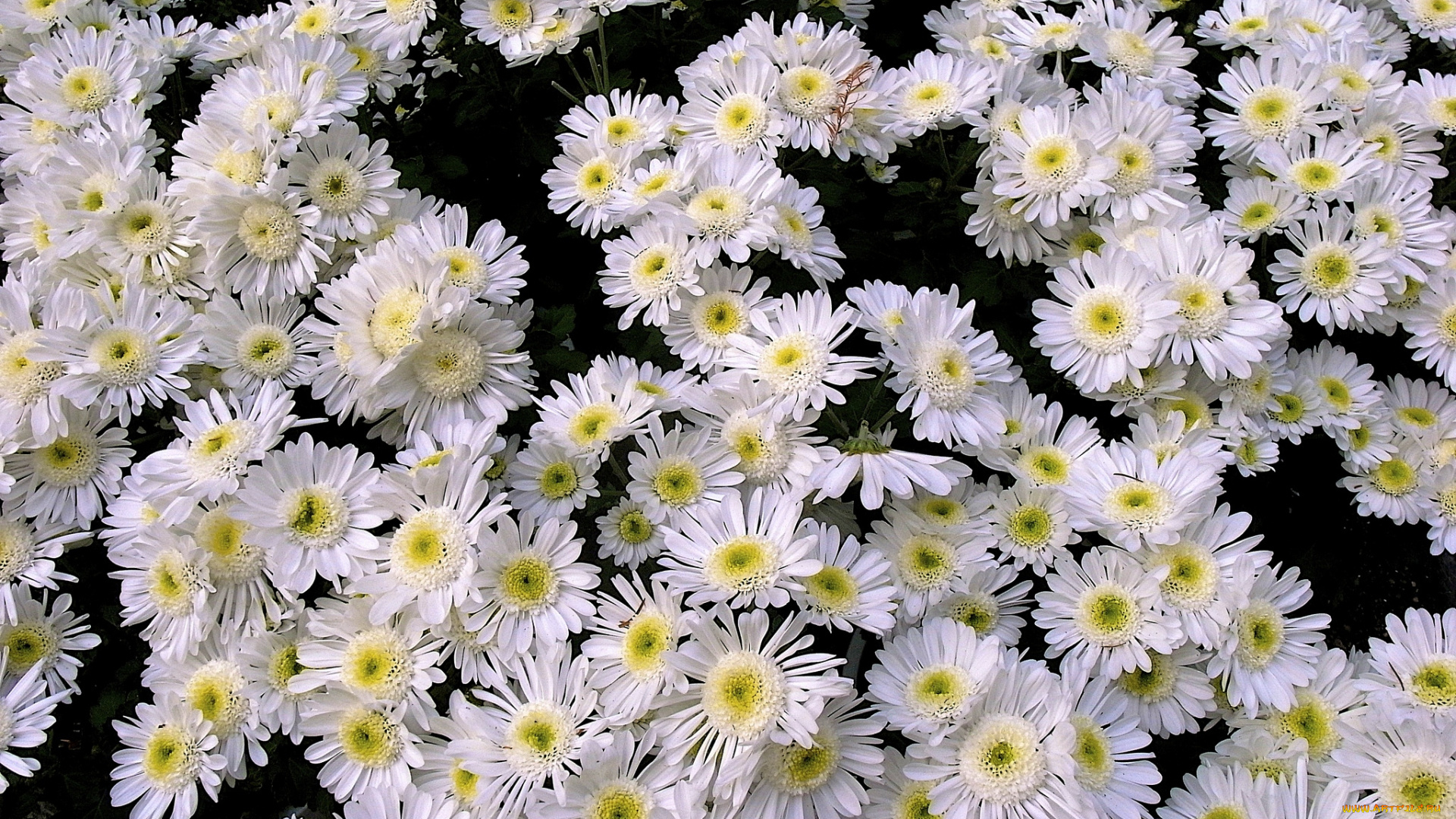 цветы, хризантемы, много, белый