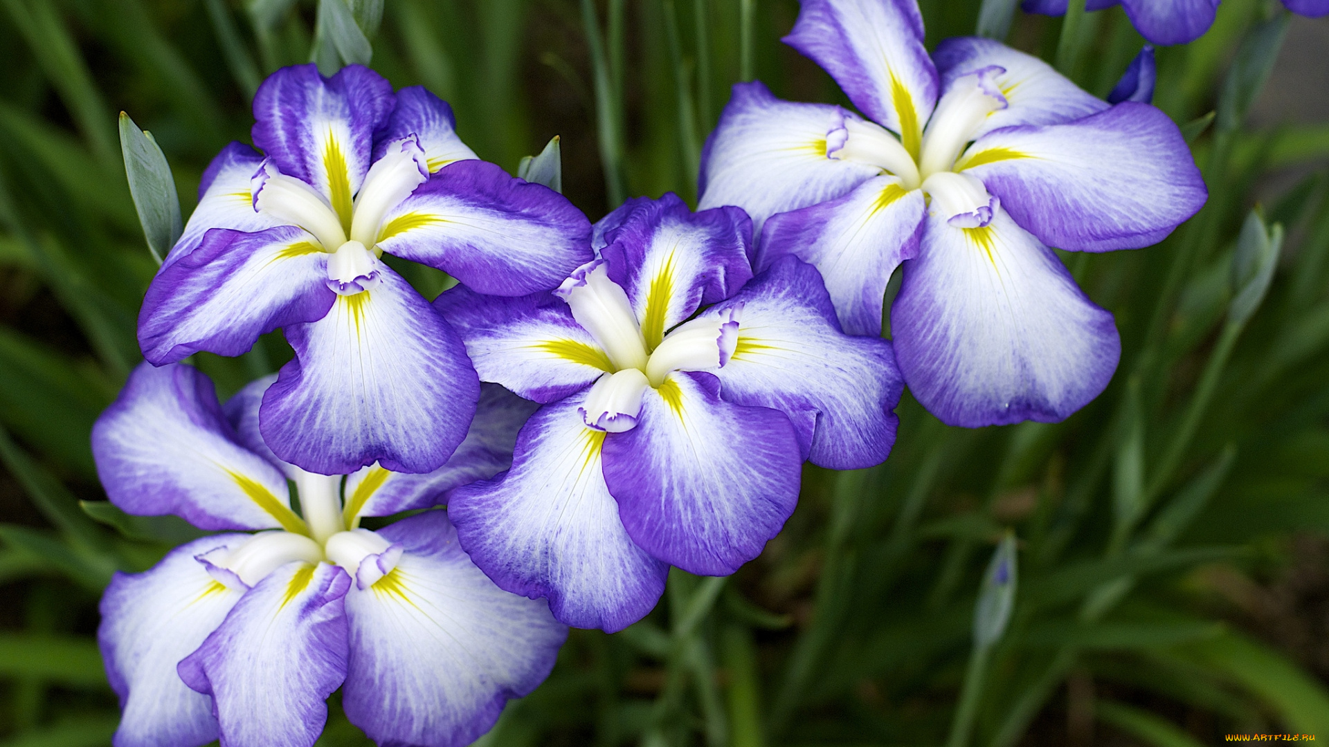 цветы, ирисы, фиолетовый