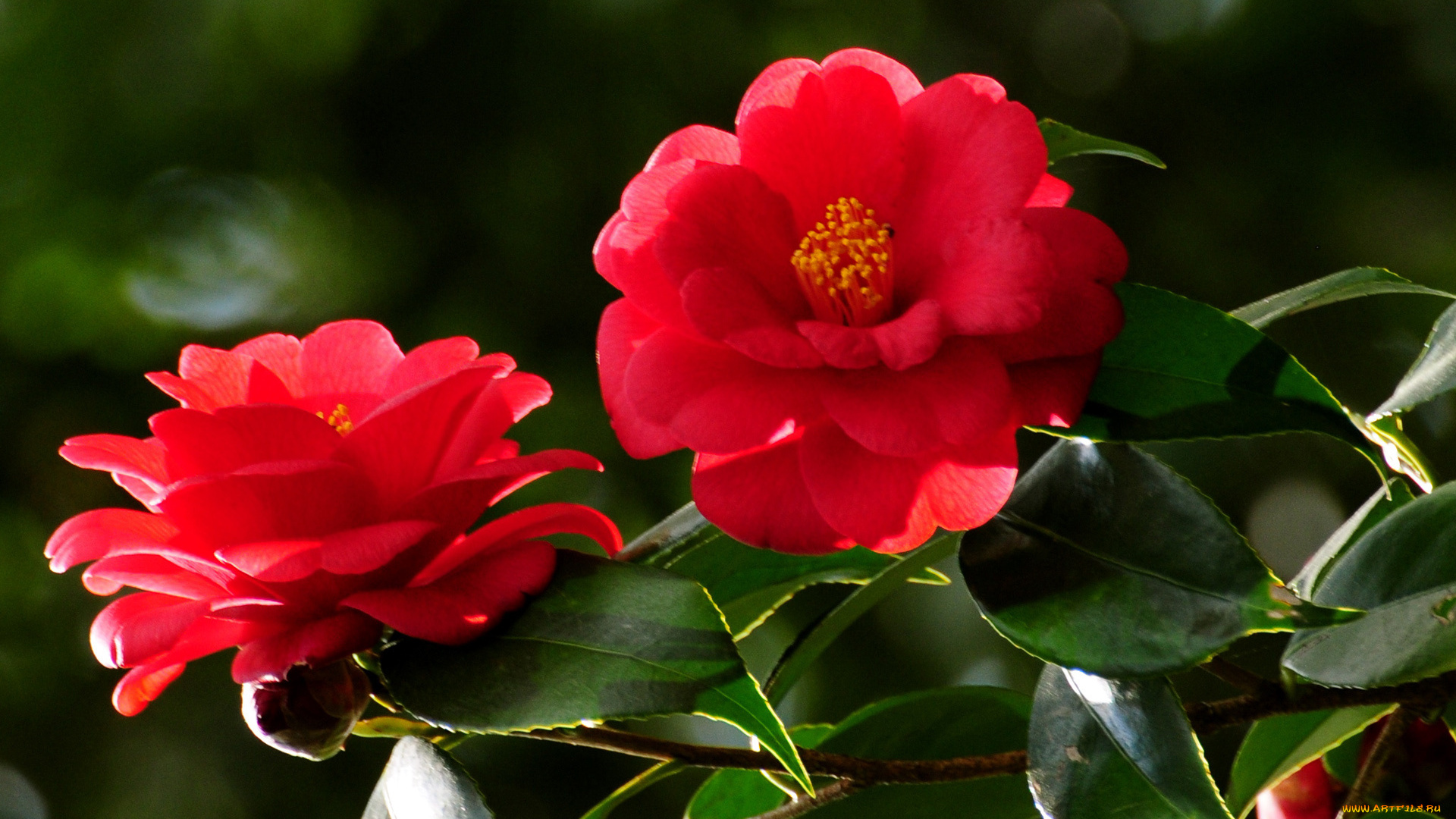 цветы, камелии, красный