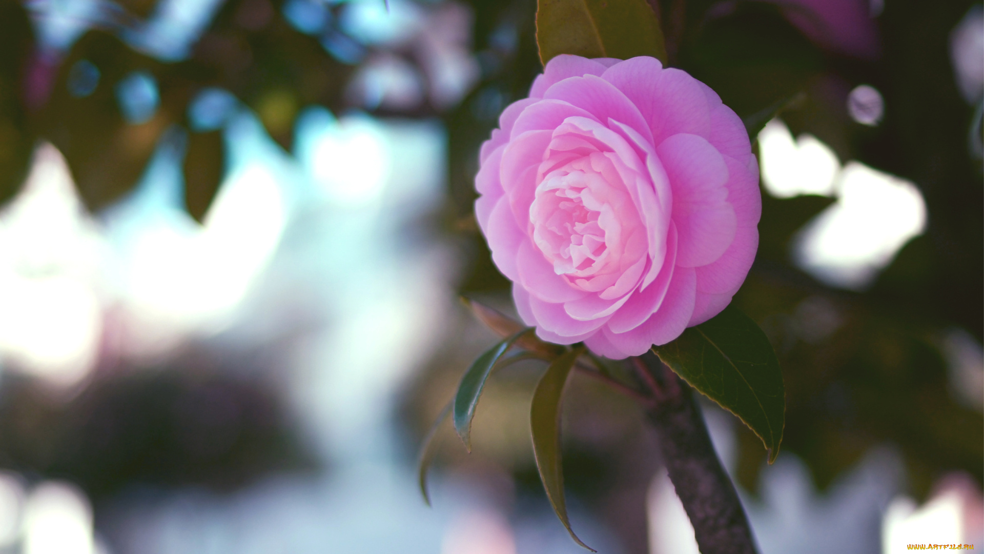 цветы, камелии, розовый