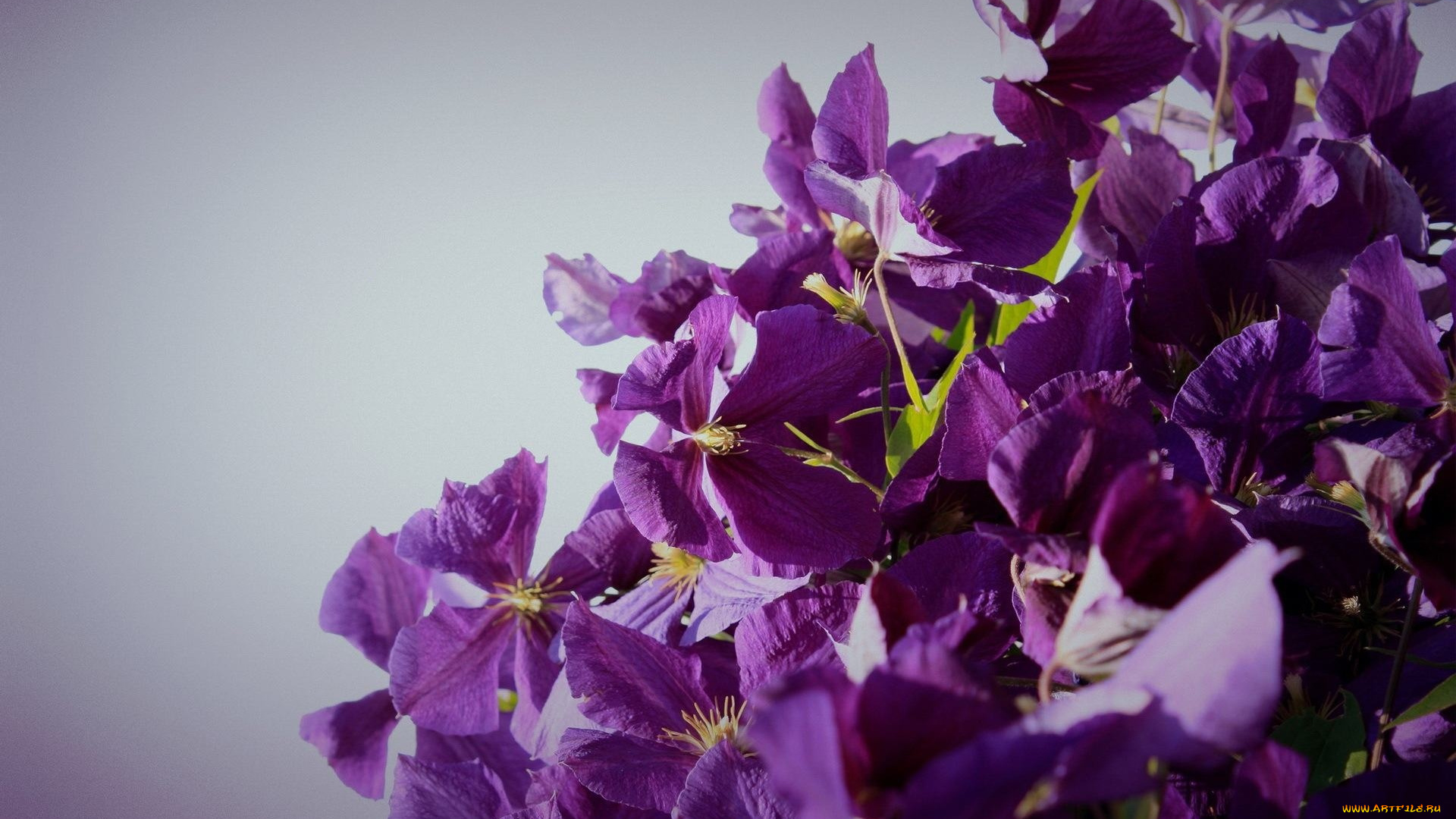 цветы, клематис, ломонос, сиреневый