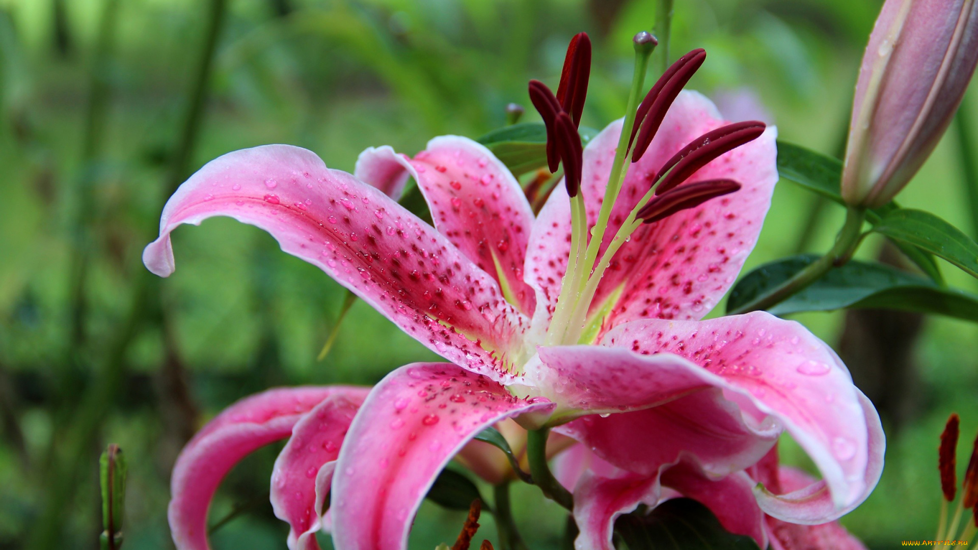 цветы, лилии, лилейники, макро