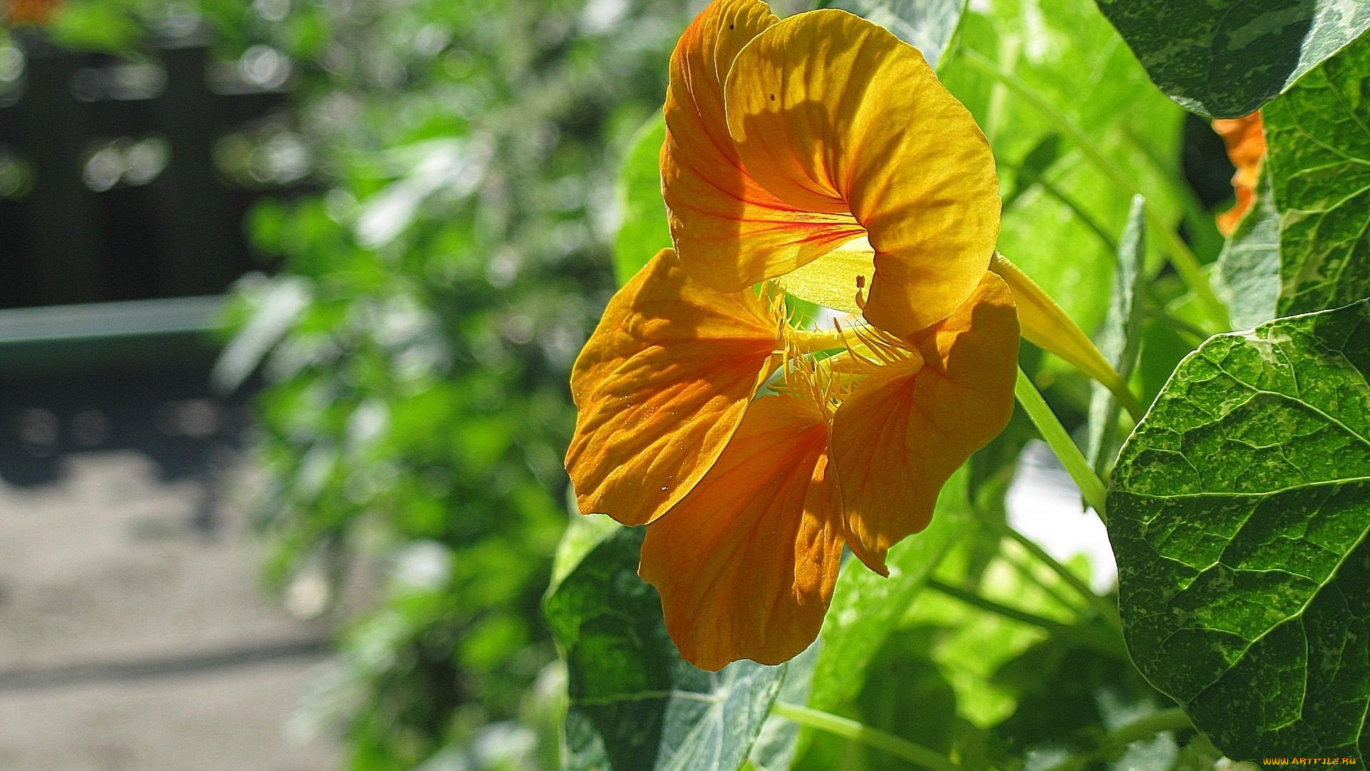 цветы, настурции, оранжевый, зеленый