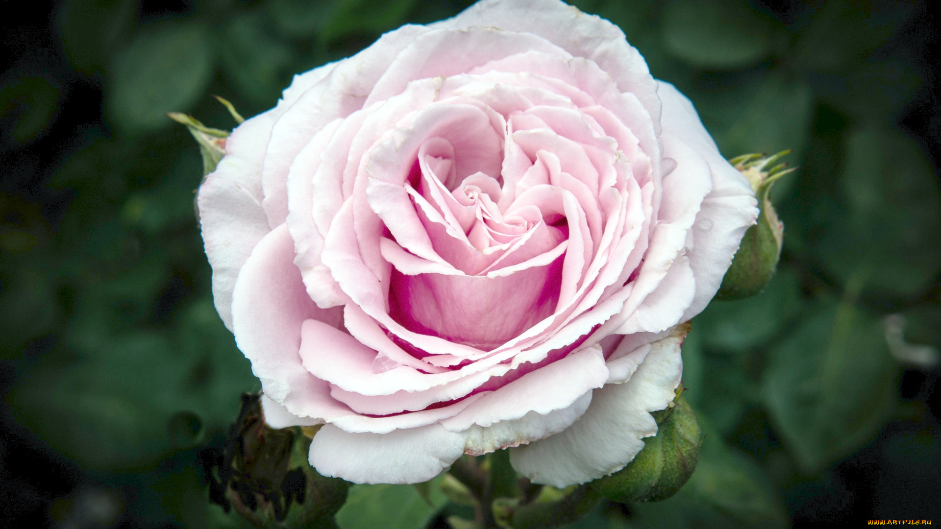 цветы, розы, бутоны, пышный, бледно-розовый