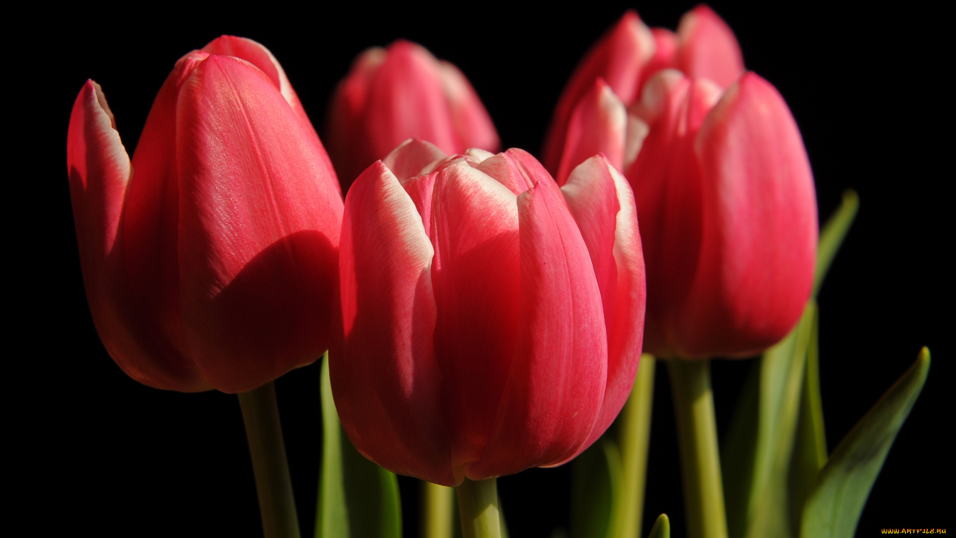 цветы, тюльпаны, бутоны, красный