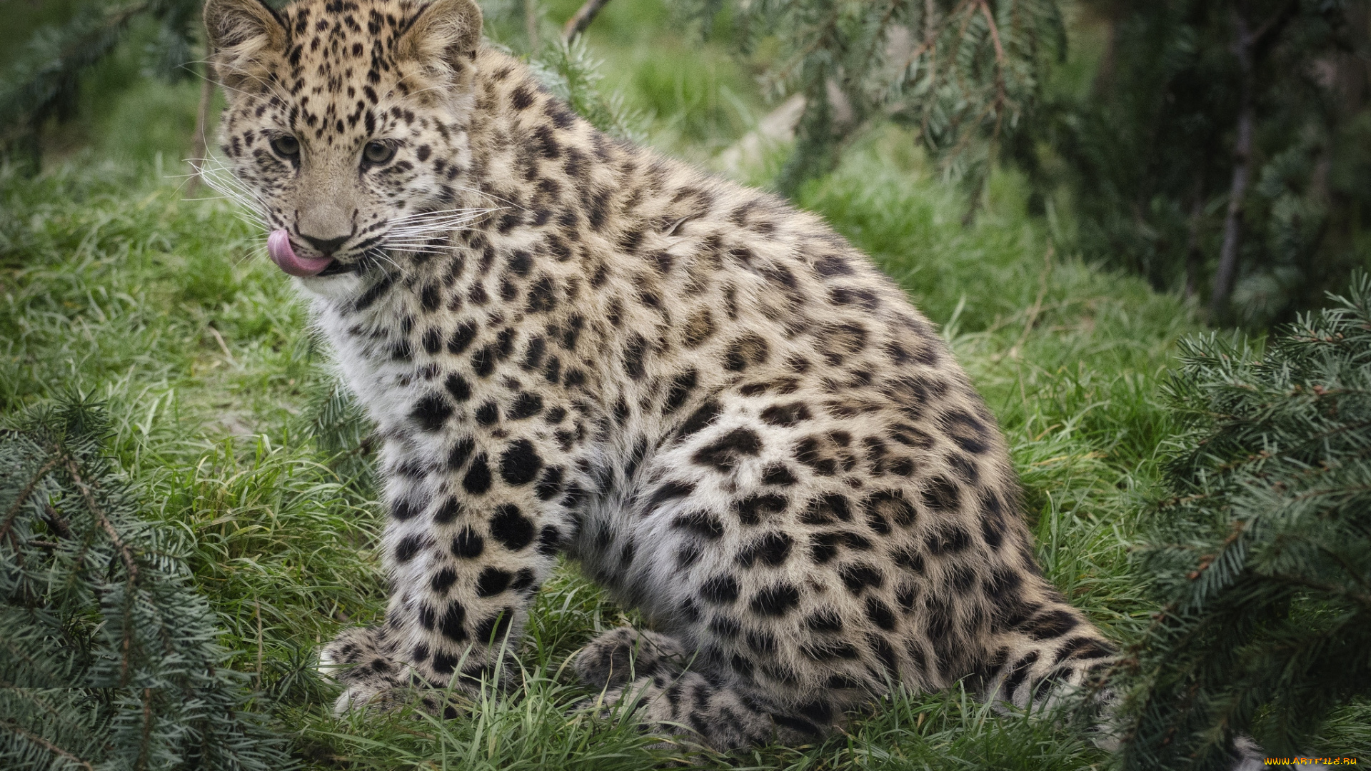 животные, леопарды, пятнистый, малыш