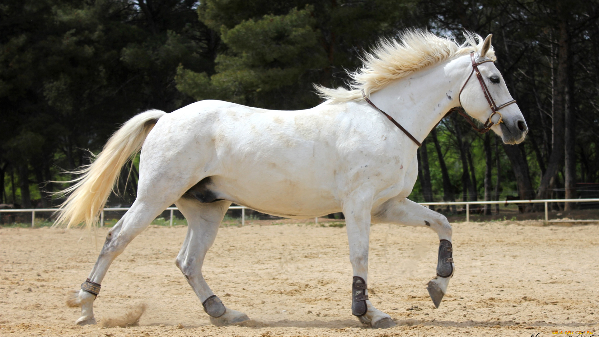 животные, лошади, бег, белый, красавец